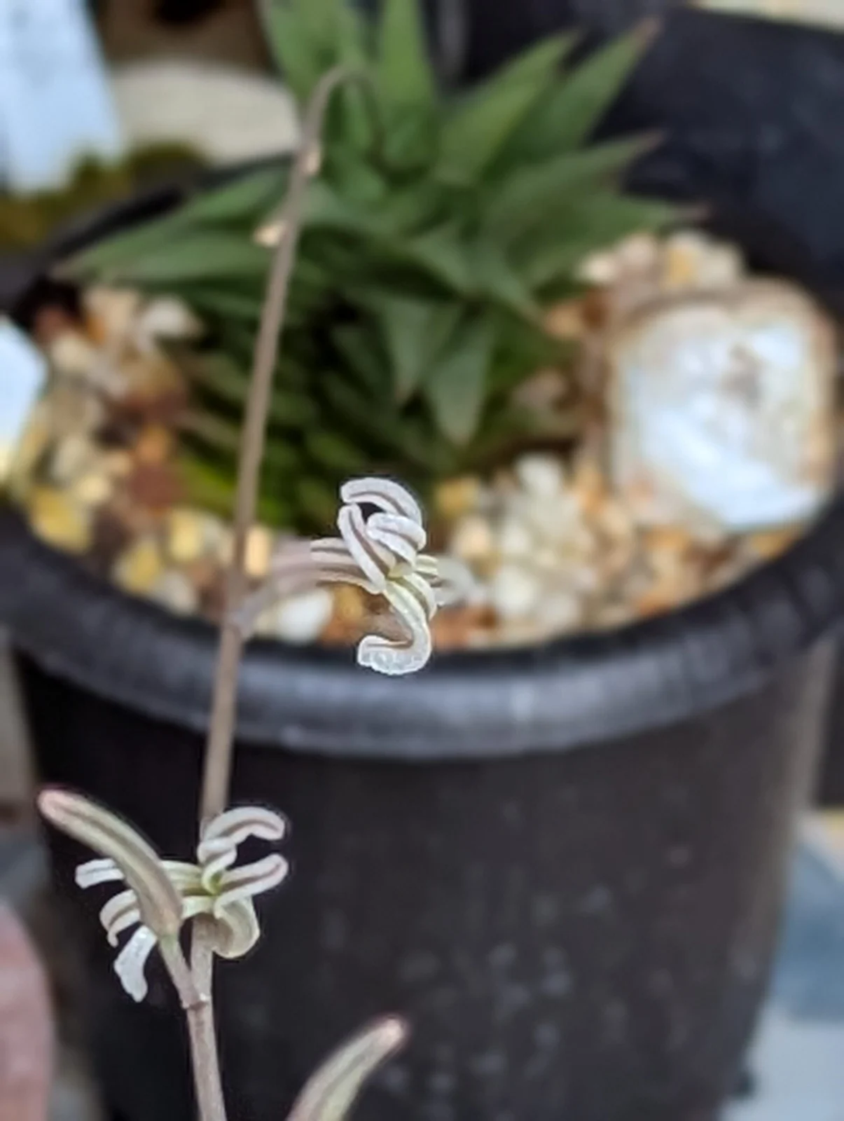 ハオルチア ハイブリッド 花