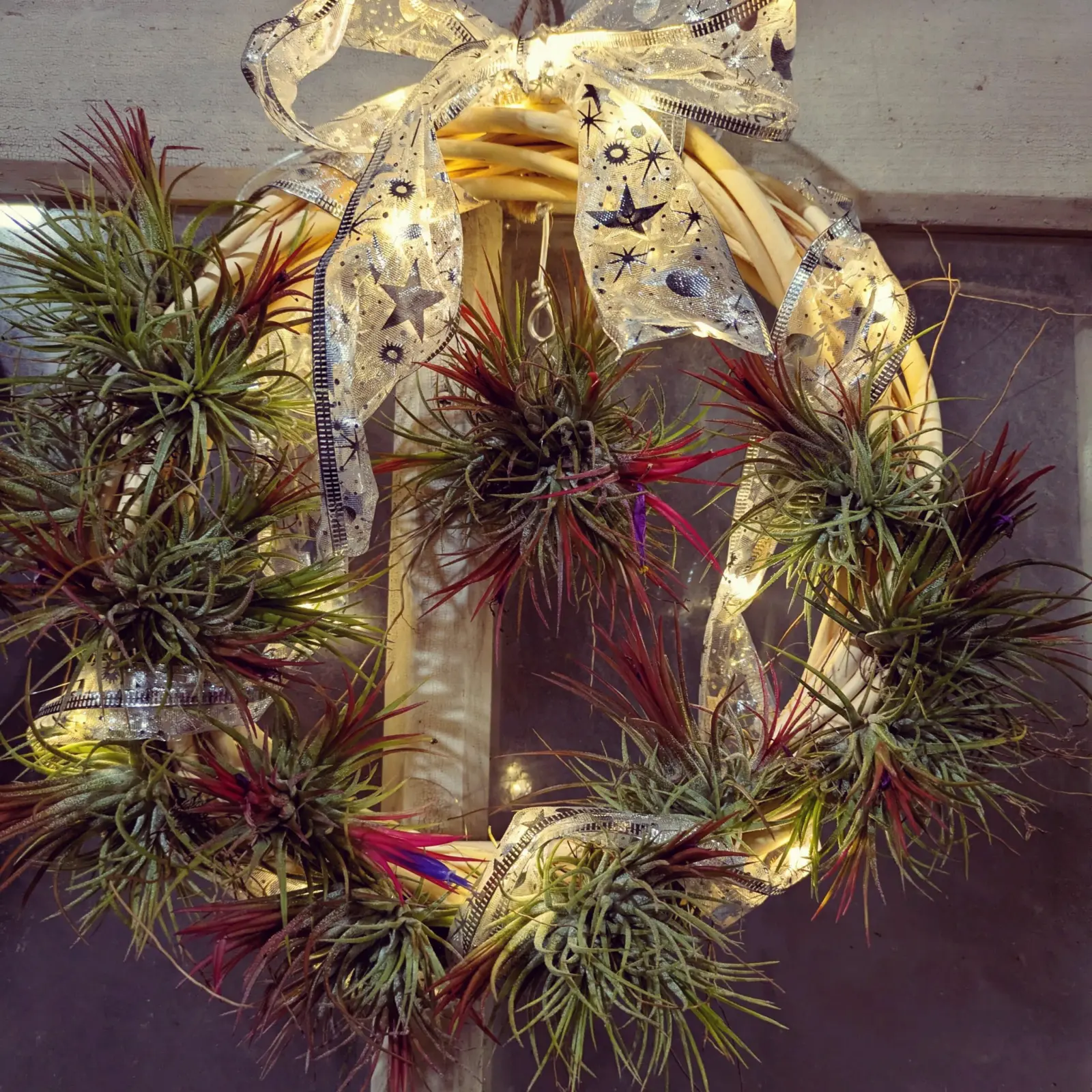 ティランジア　イオナンタ　フエゴ