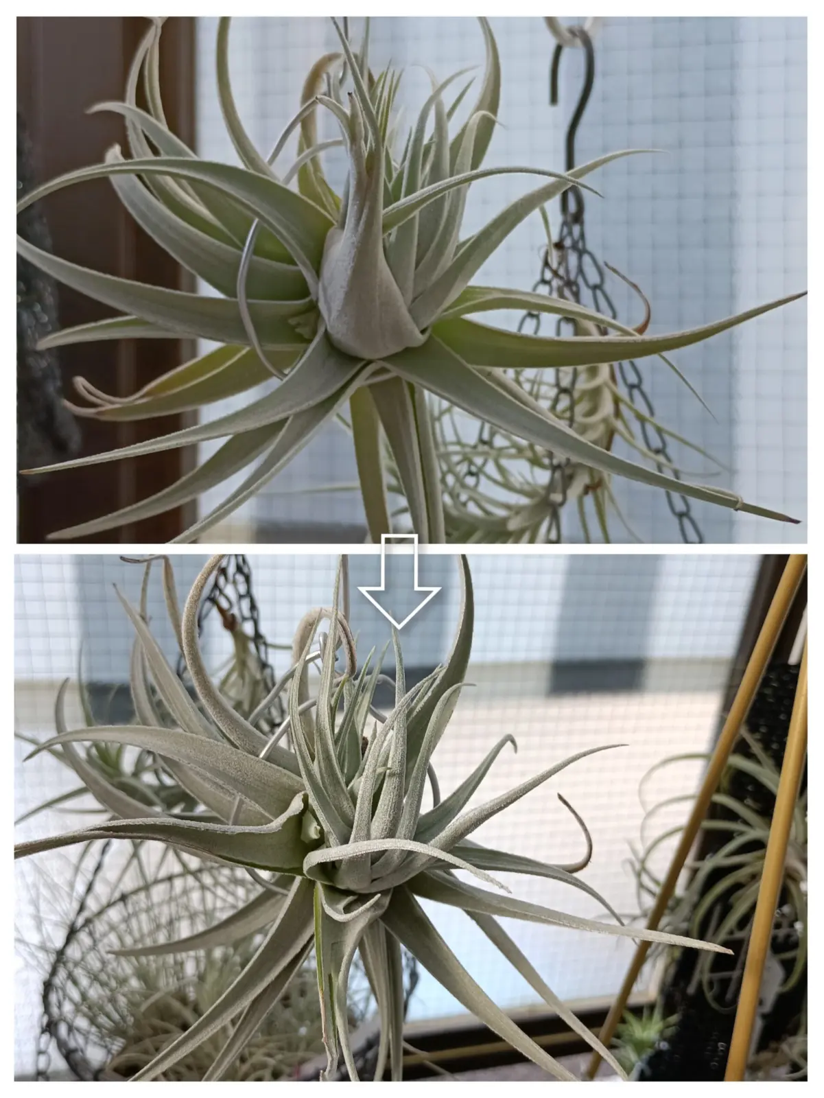 ティランジア　レクルビフォリア　サブセクンディフォリア