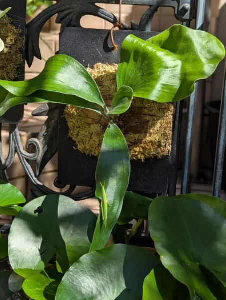 ビカクシダ　札落ち　害虫？　バッタ