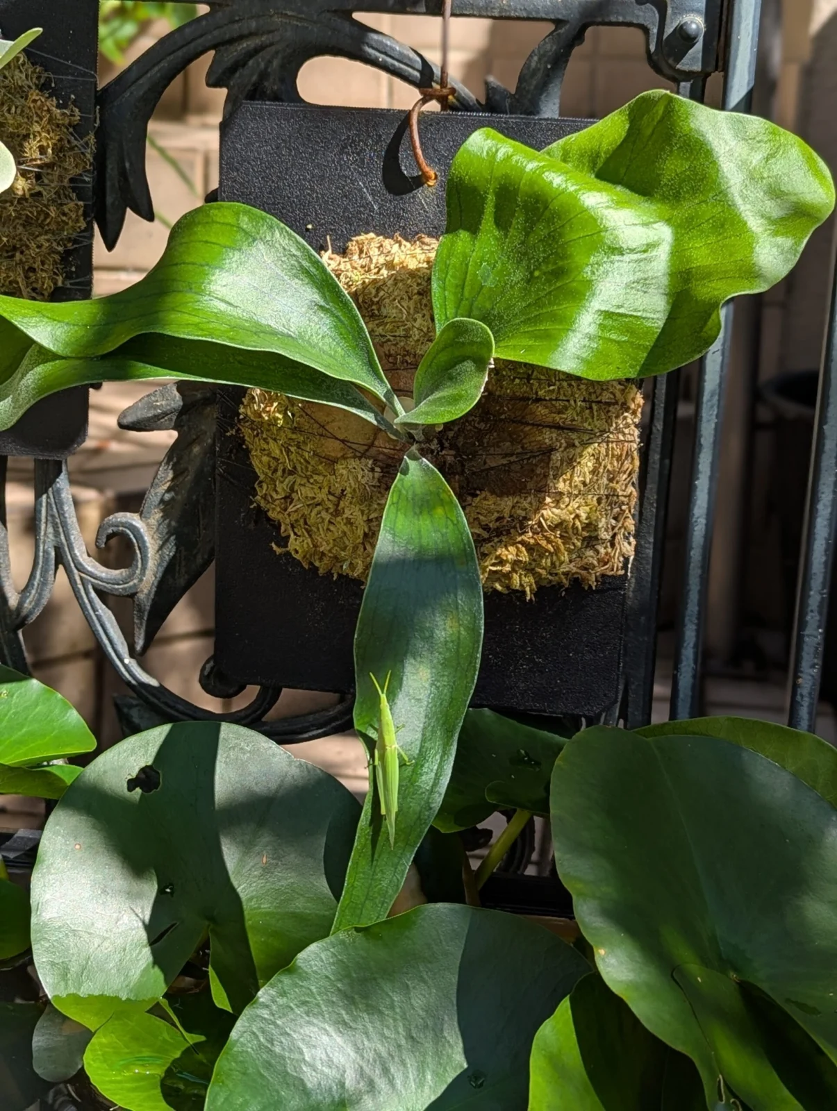 ビカクシダ　札落ち　害虫？　バッタ