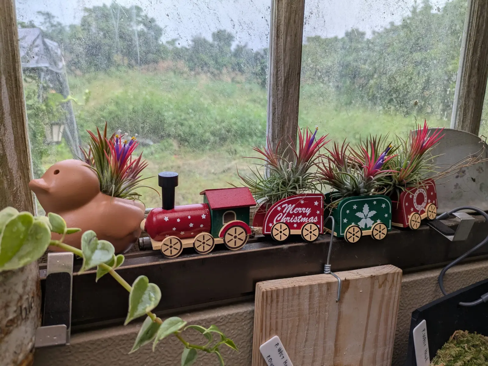 ティランジア　イオナンタ　フエゴ