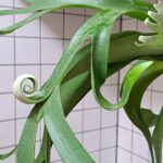 midori_coのアバター