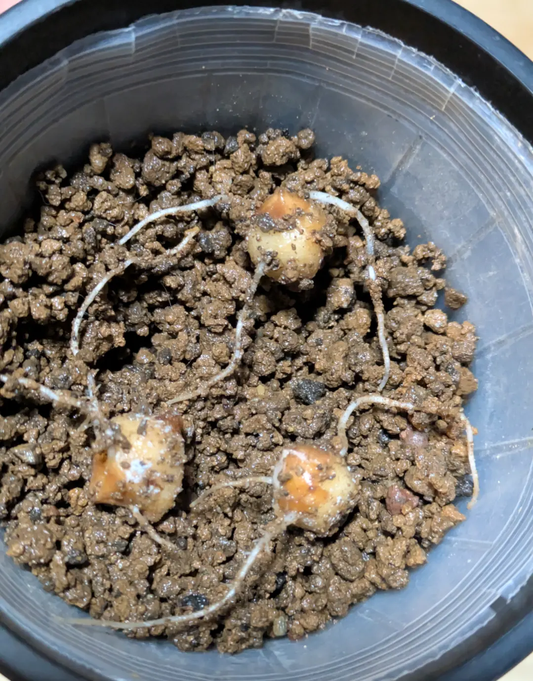 アロカシア·ニンジャ 芋