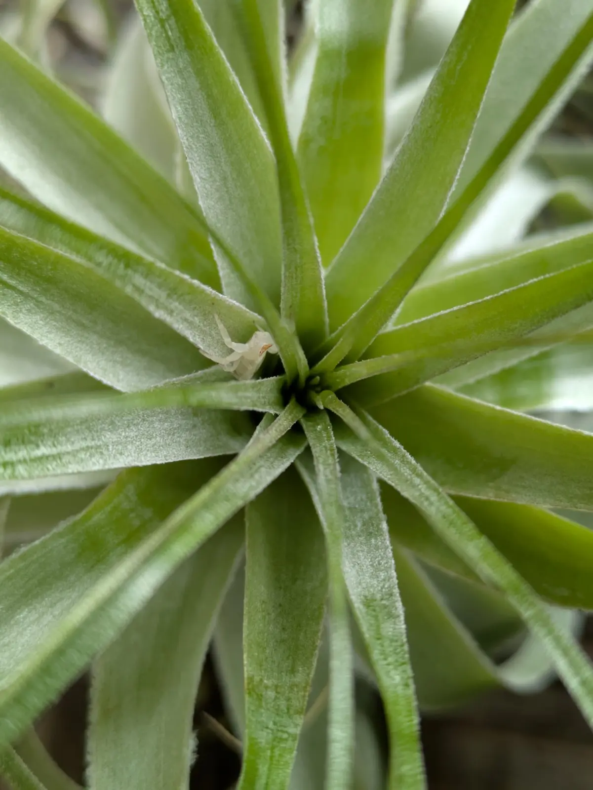 ティランジア　ストレプトフィラに白いクモ