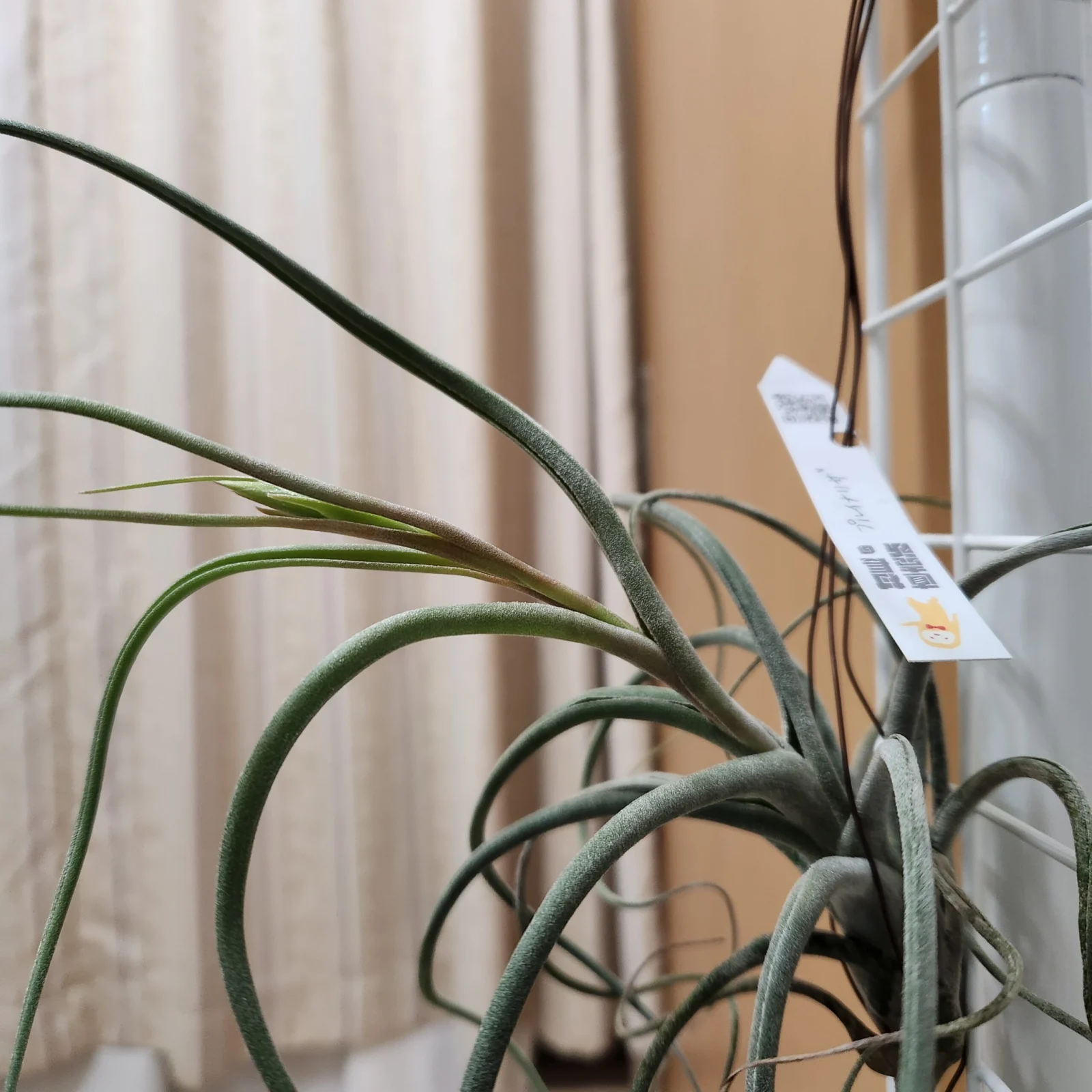 ティランジア　プルイナリザ