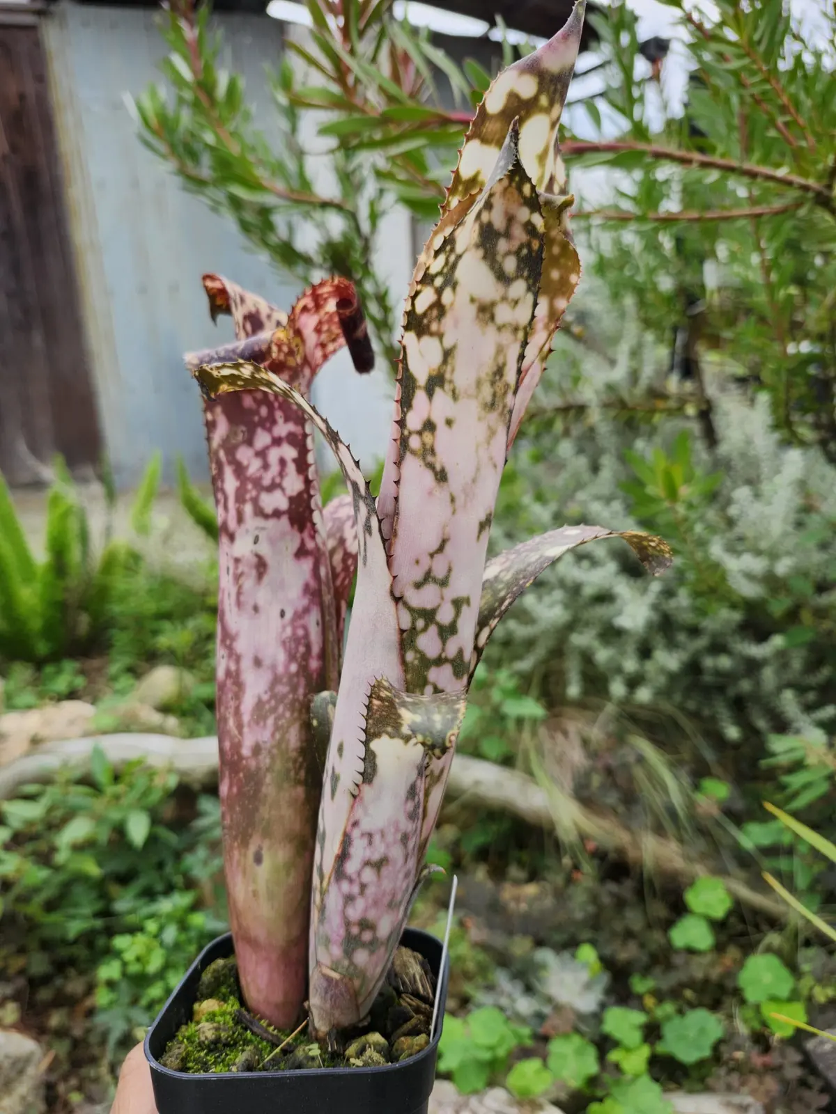 ビルベルギア　コールドフュージョン