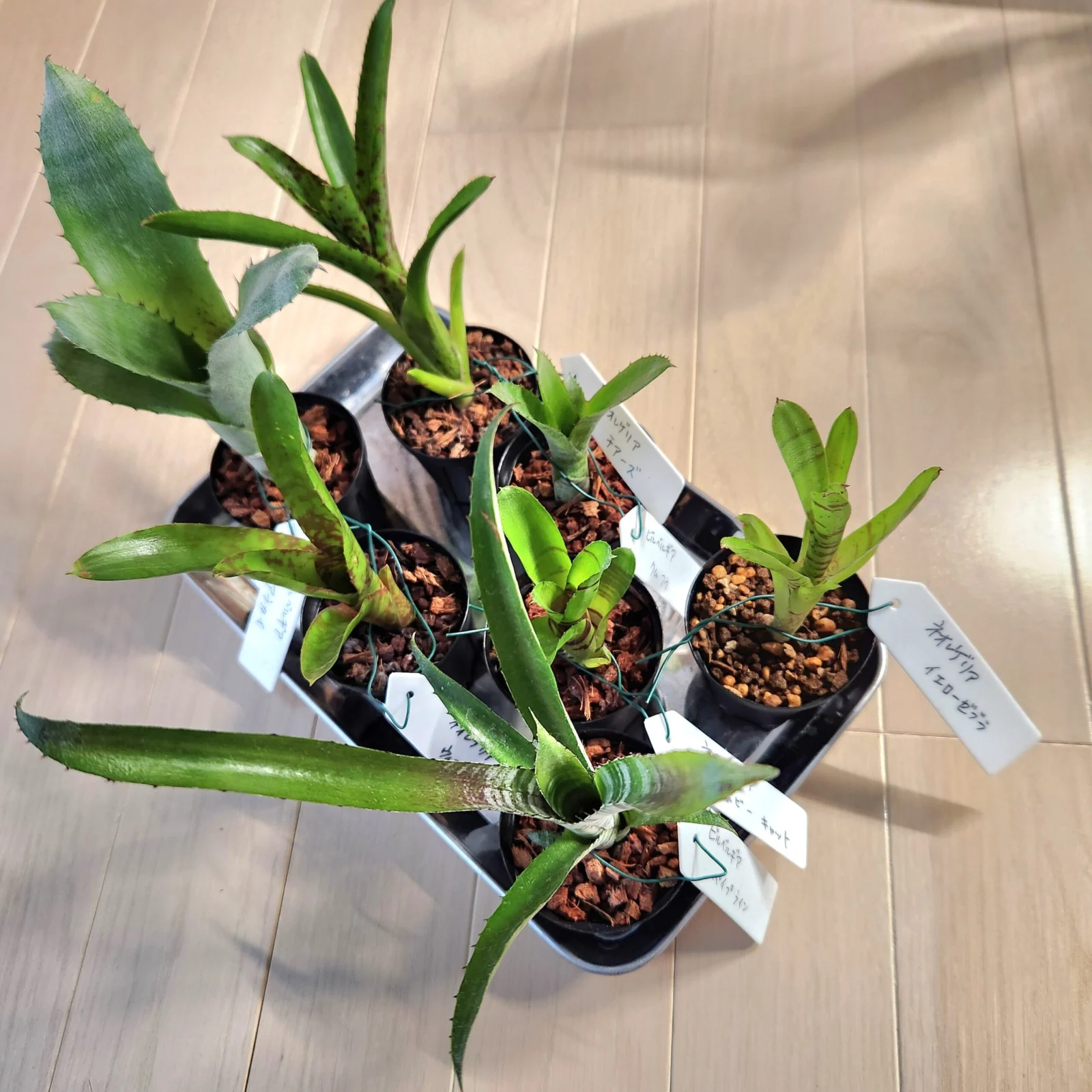 タンクブロメリア　株分け