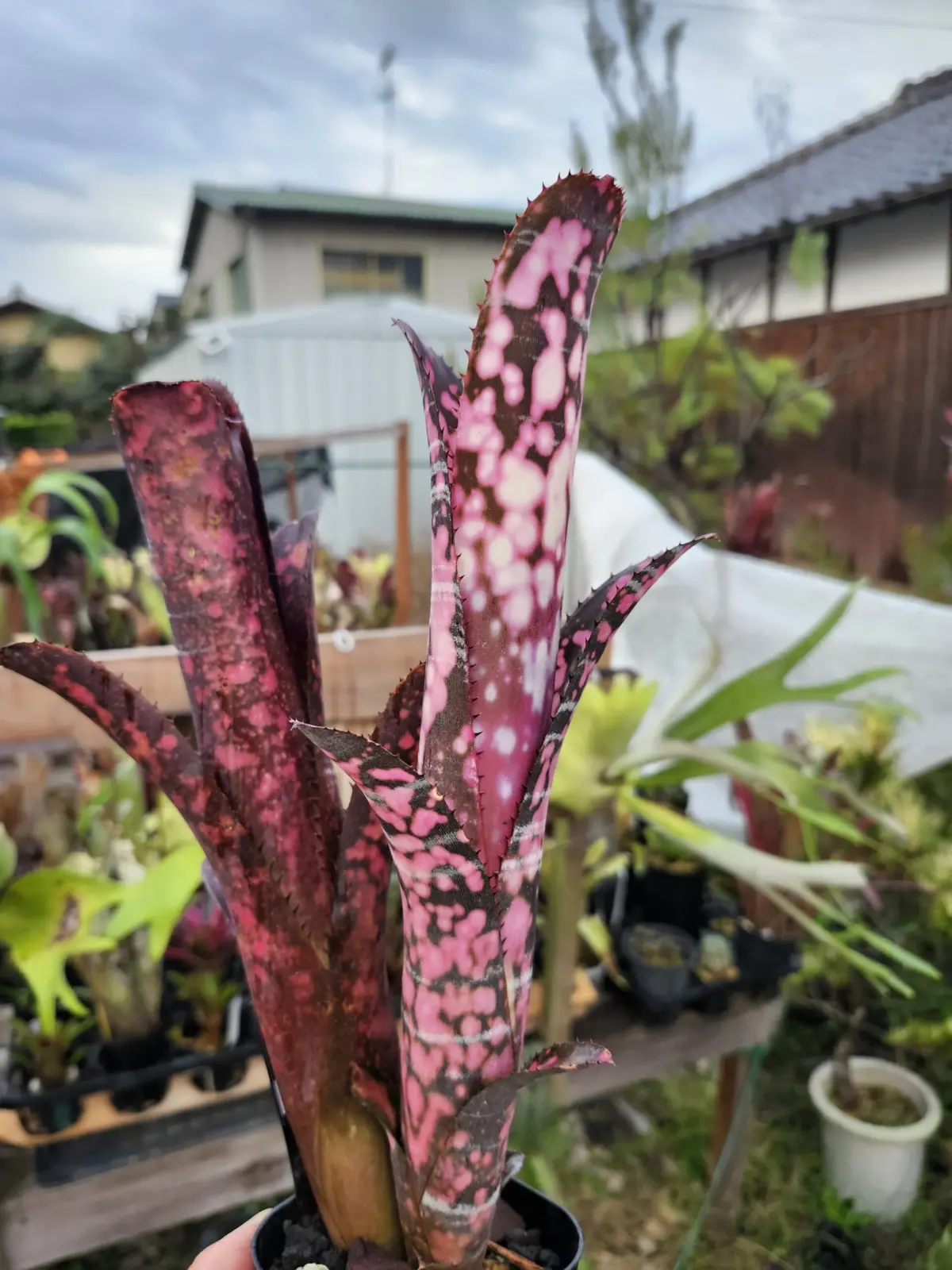 ビルベルギア　インセンディアリーデライト