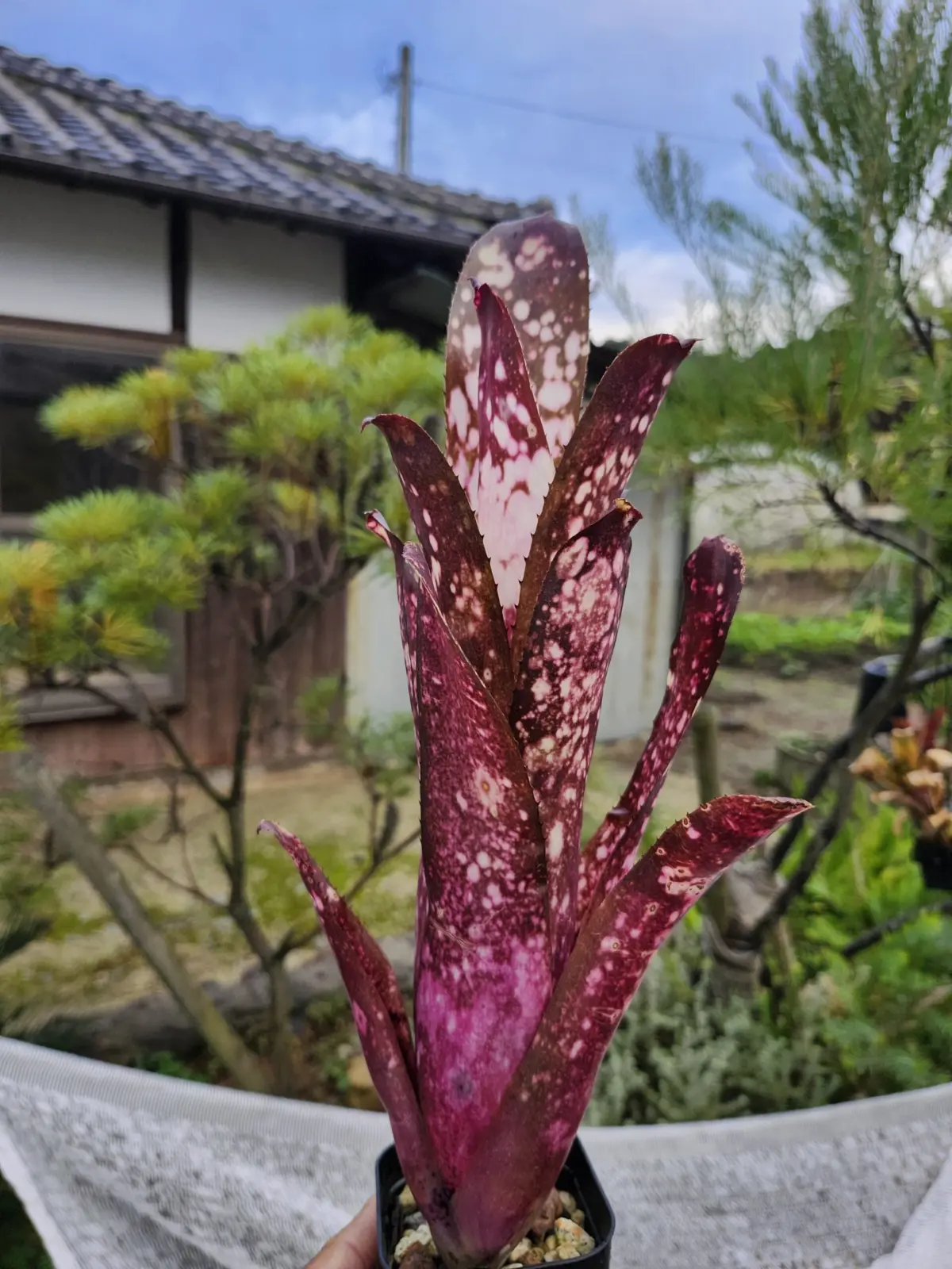 ビルベルギア　ハレルヤ