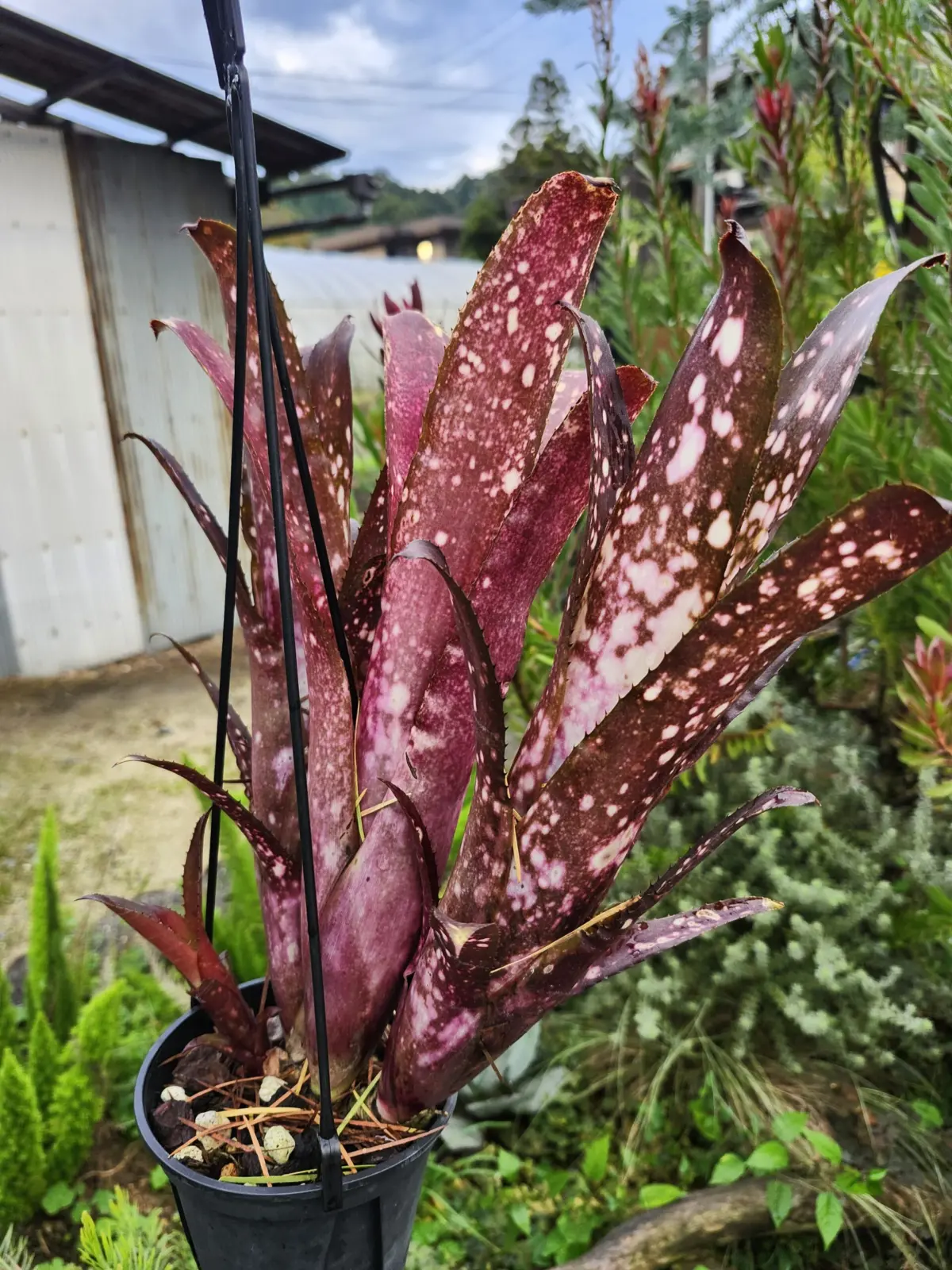 ビルベルギア　ハレルヤ