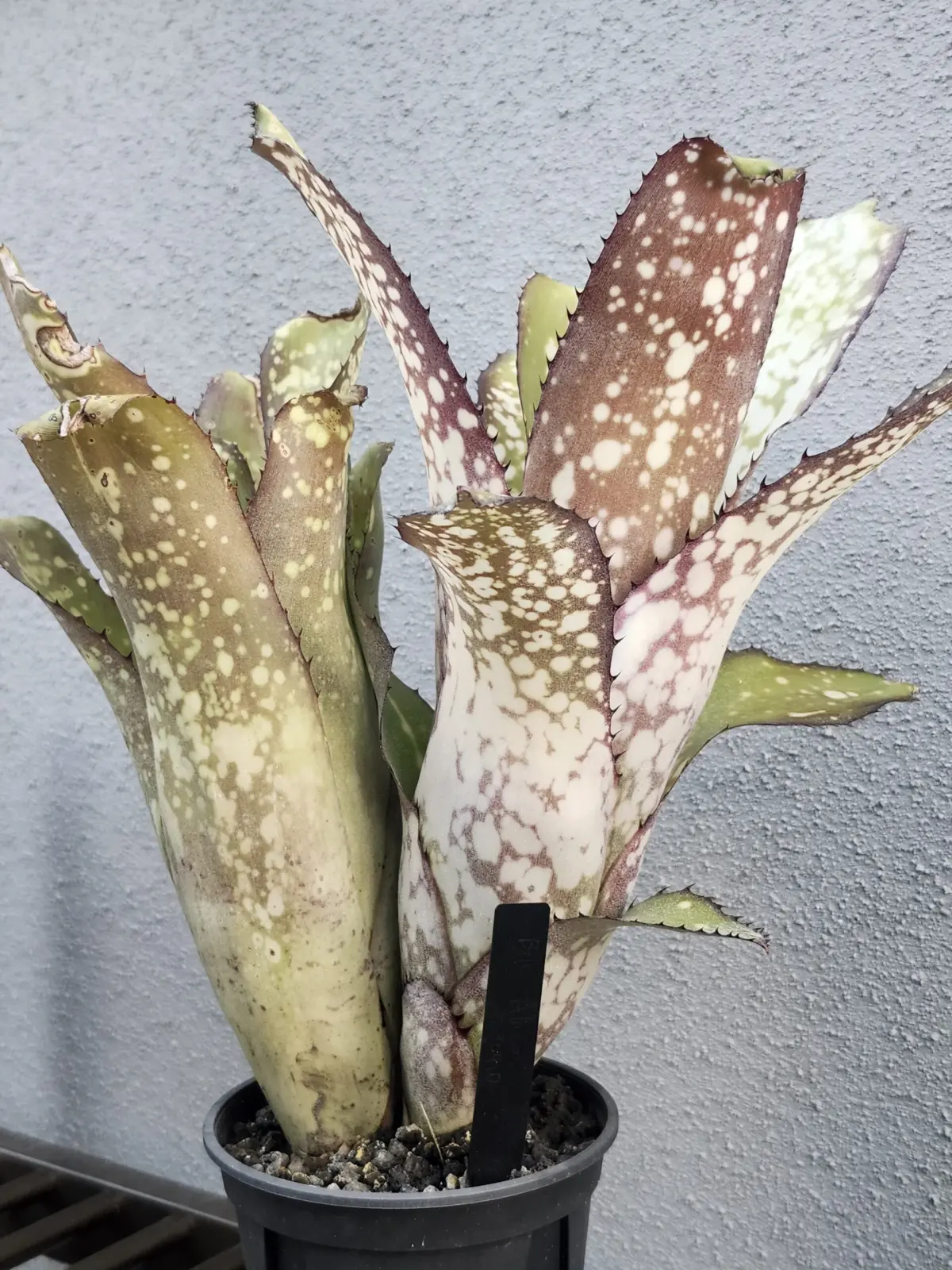 ビルベルギア　アラカイ