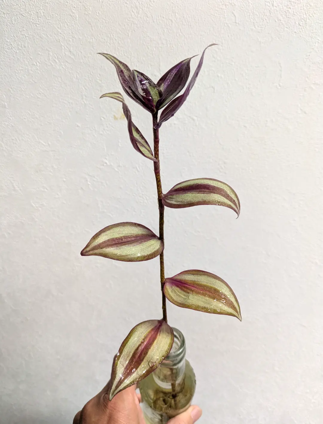 トラディスカンティア