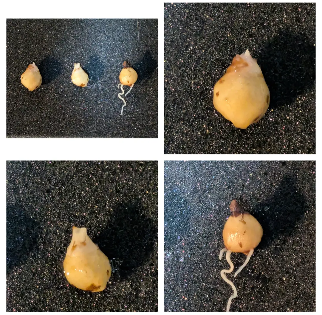 アロカシア·ニンジャ 芋