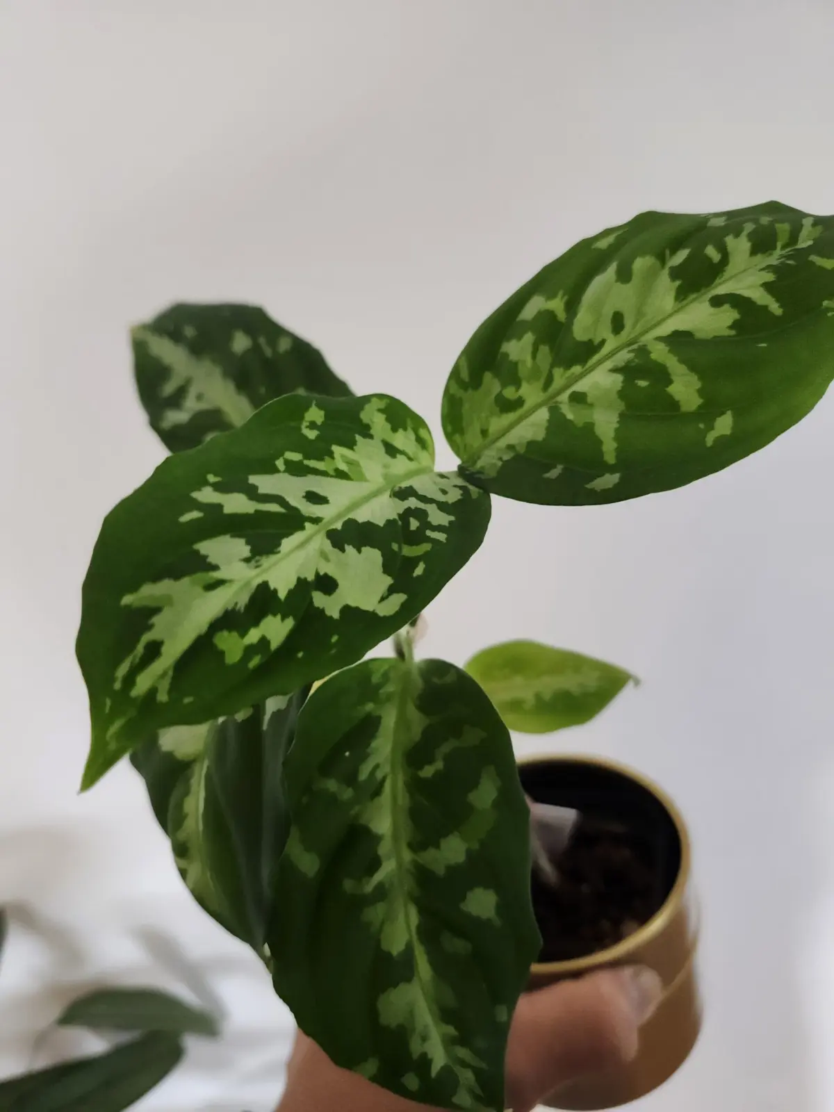 アグラオネマ　ピクタム　’ホワイトアワン’