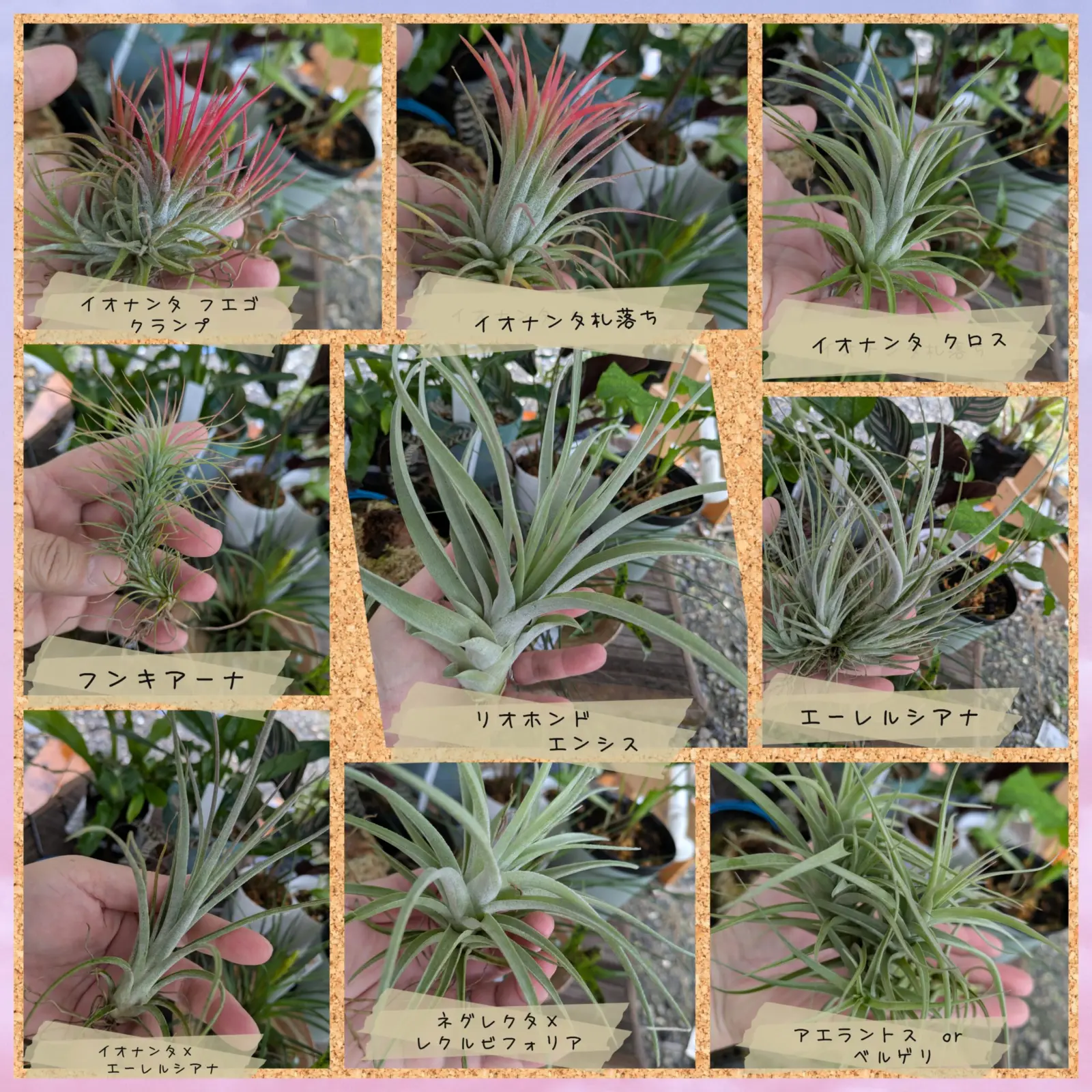 ティランジア　イオナンタ　修正