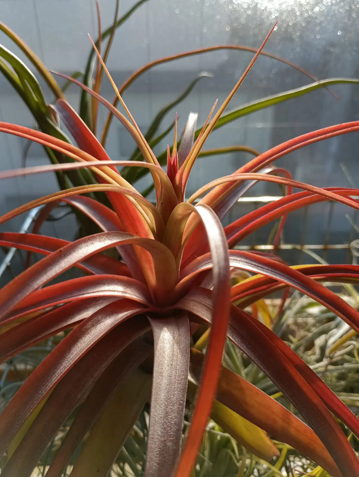 ティランジア　ラブノット