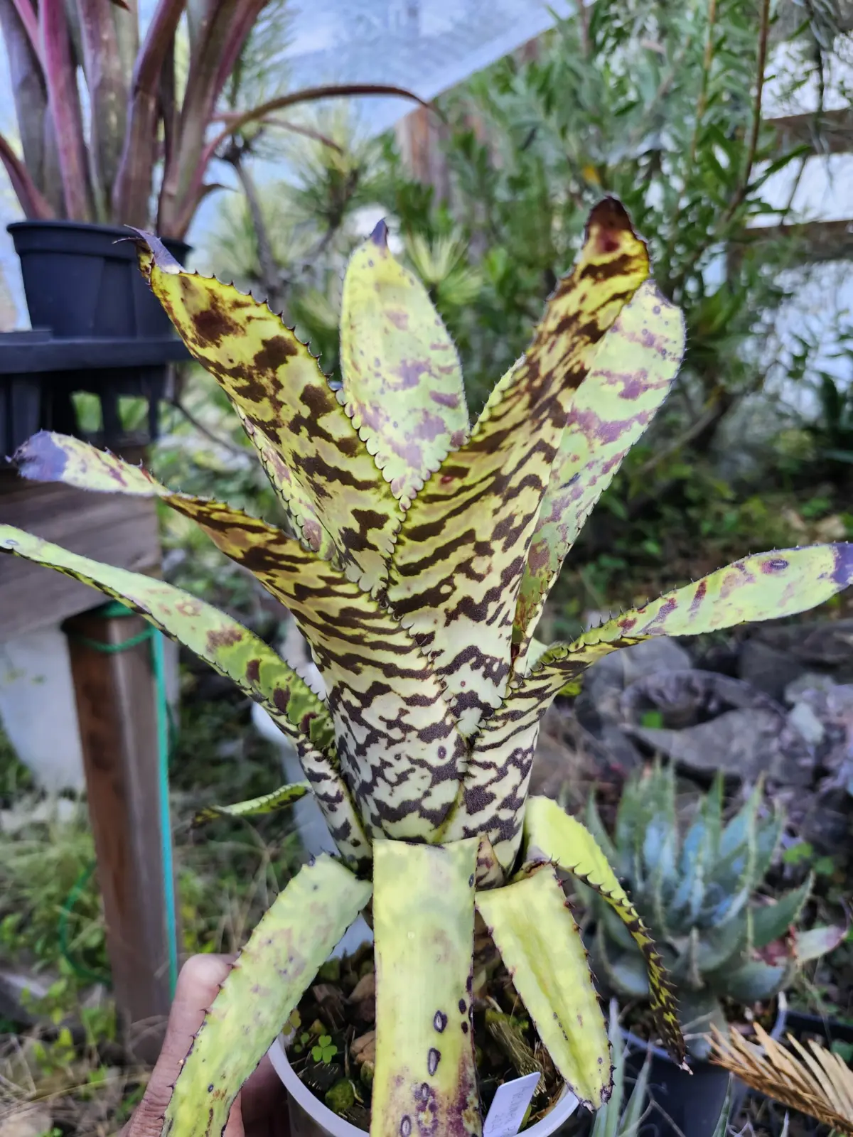 エクメア　バート