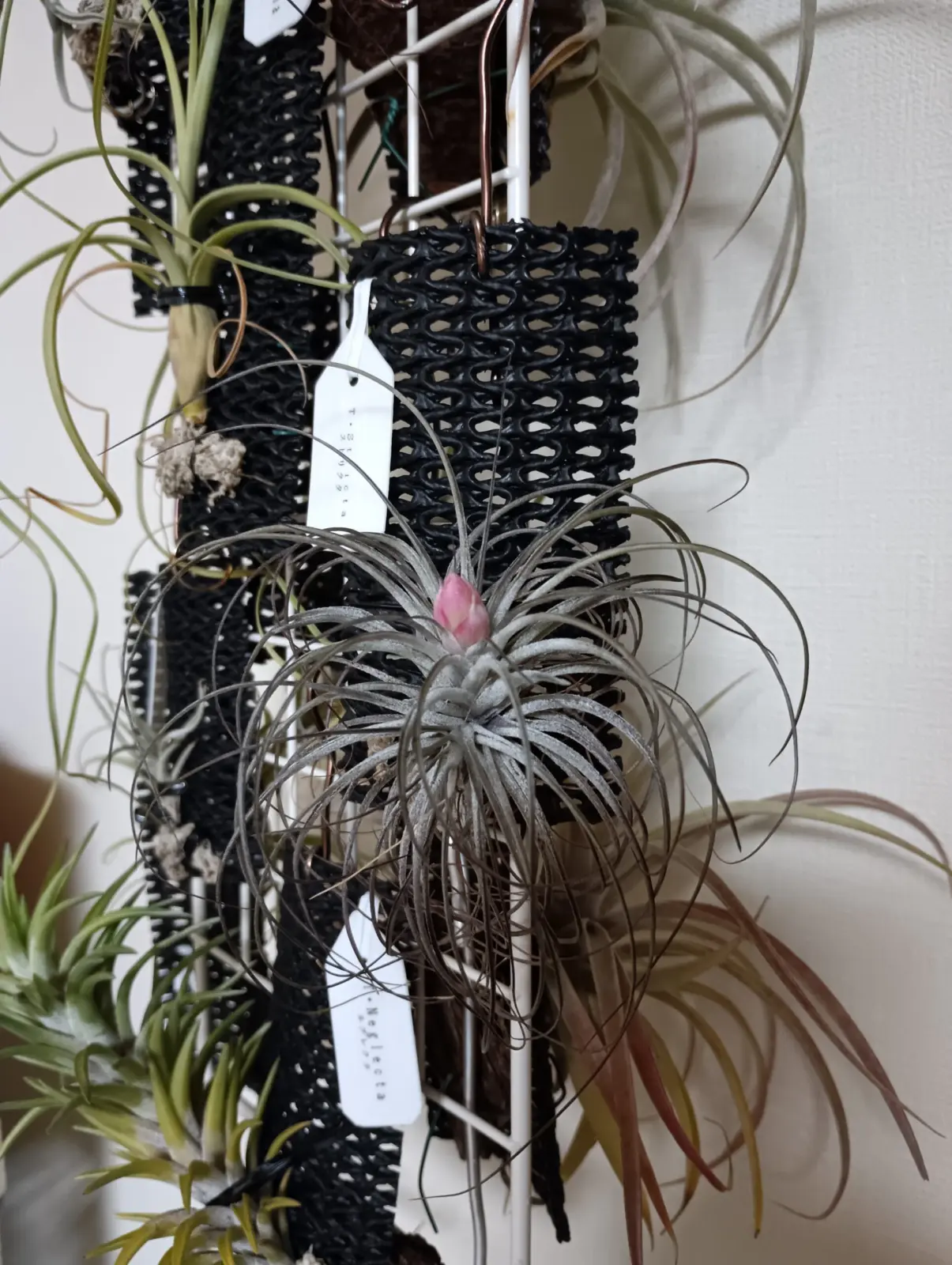 ティランジア　ストリクタ　花