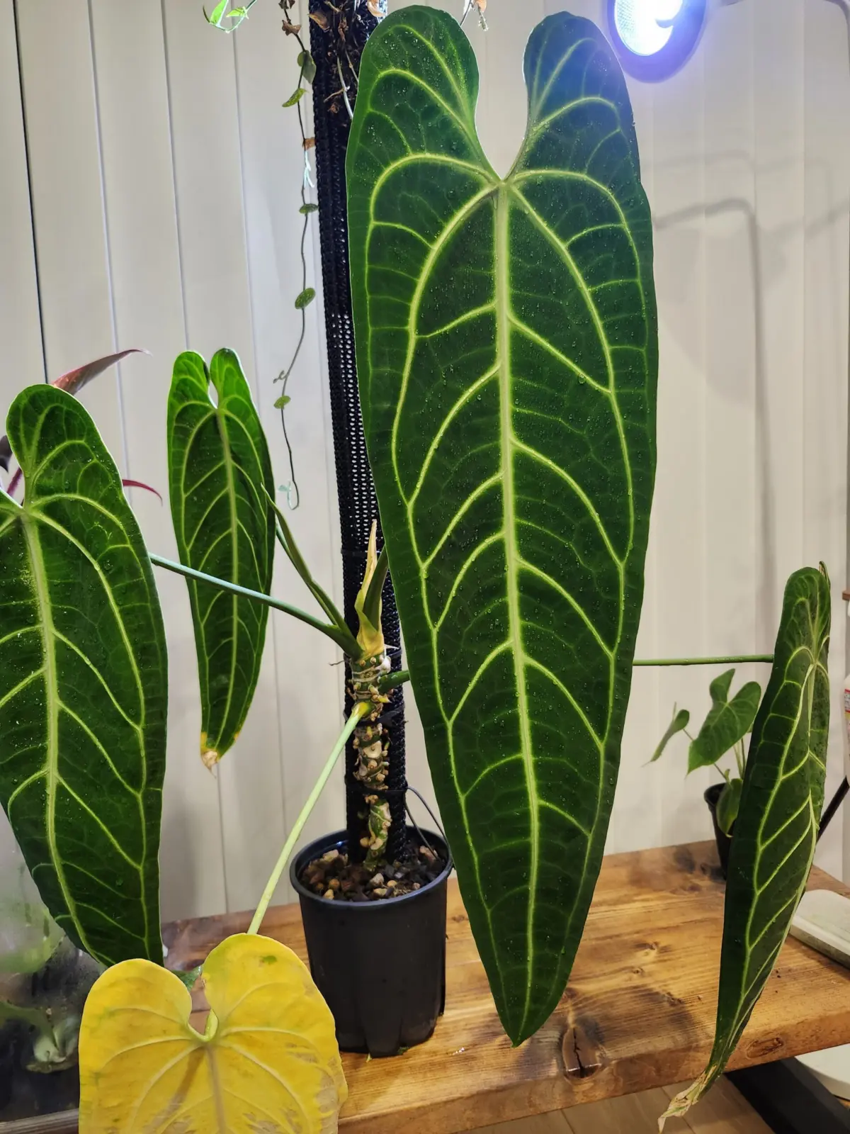 アンスリウム　ワロクアナム