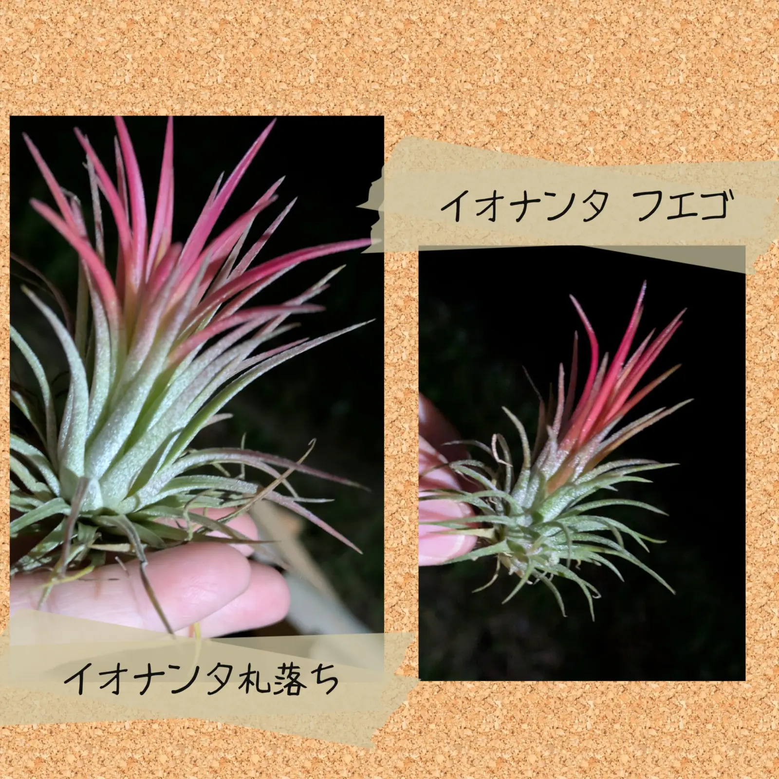 ティランジア　イオナンタ　フエゴと札落ち