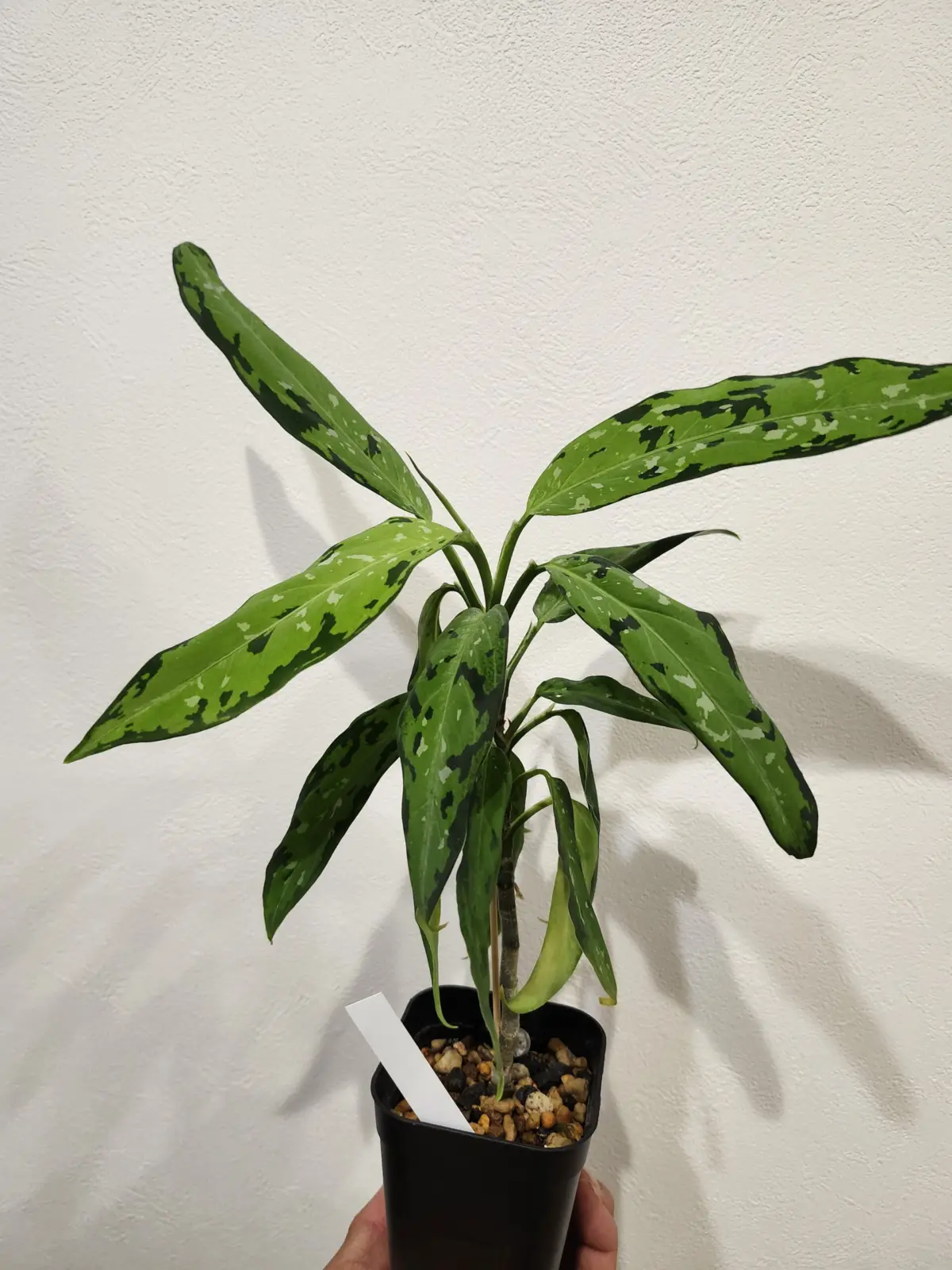 アグラオネマ　ピクタム