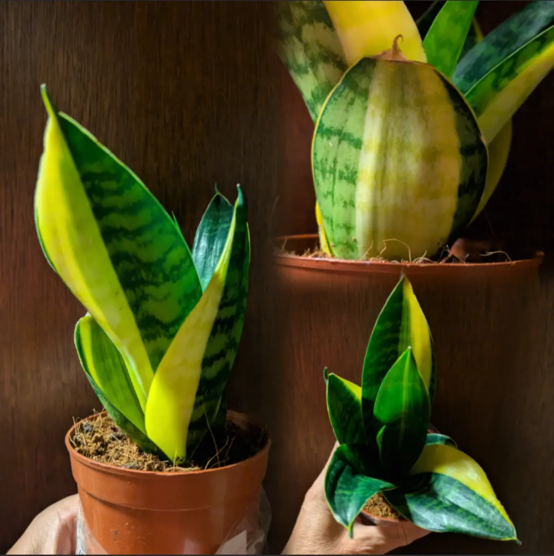 サンセベリア · ハニー・バニー