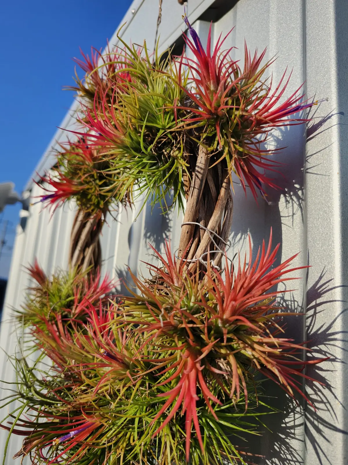 ティランジア　イオナンタ　フエゴ