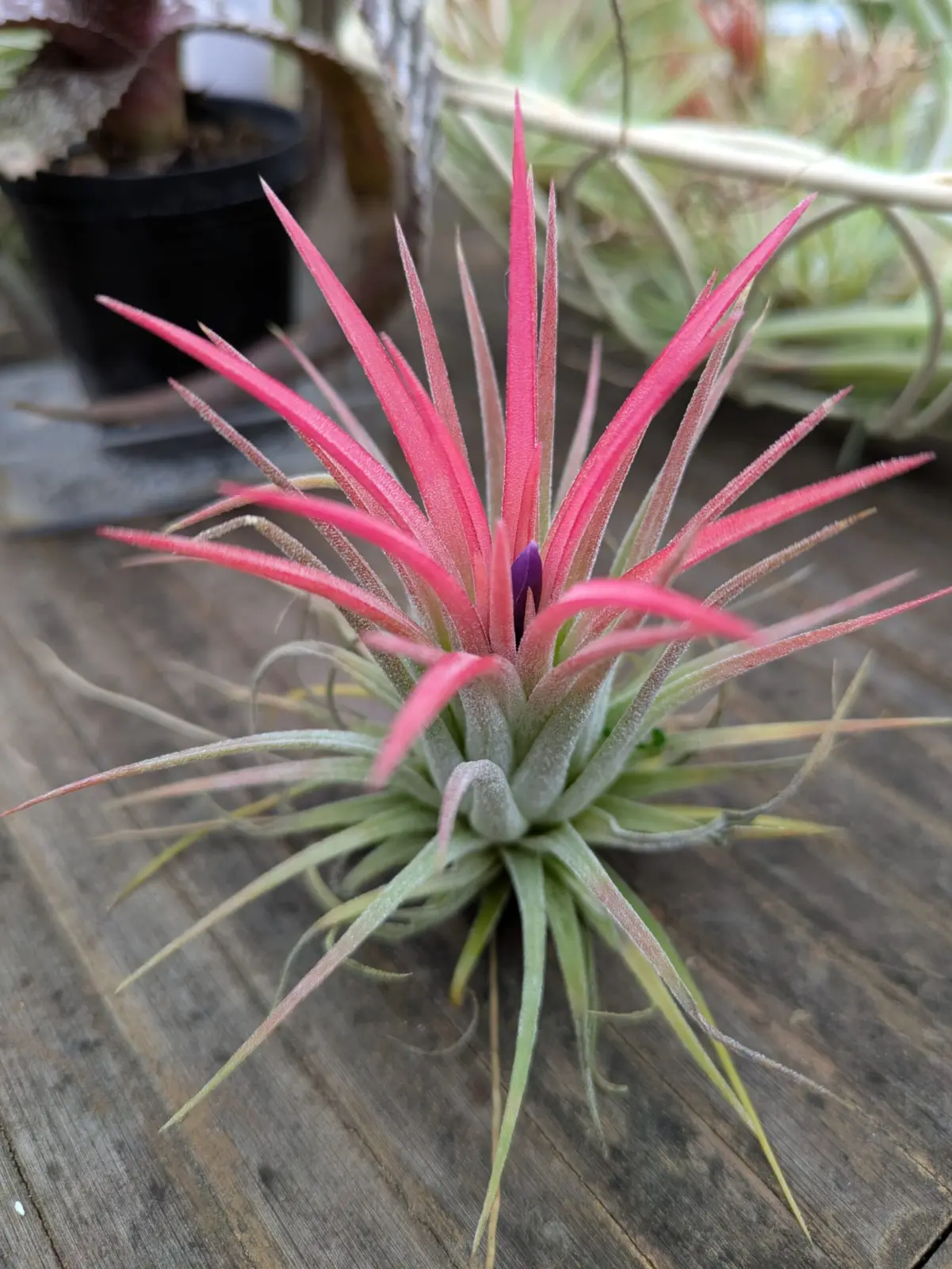 ティランジア　イオナンタ　札落ち