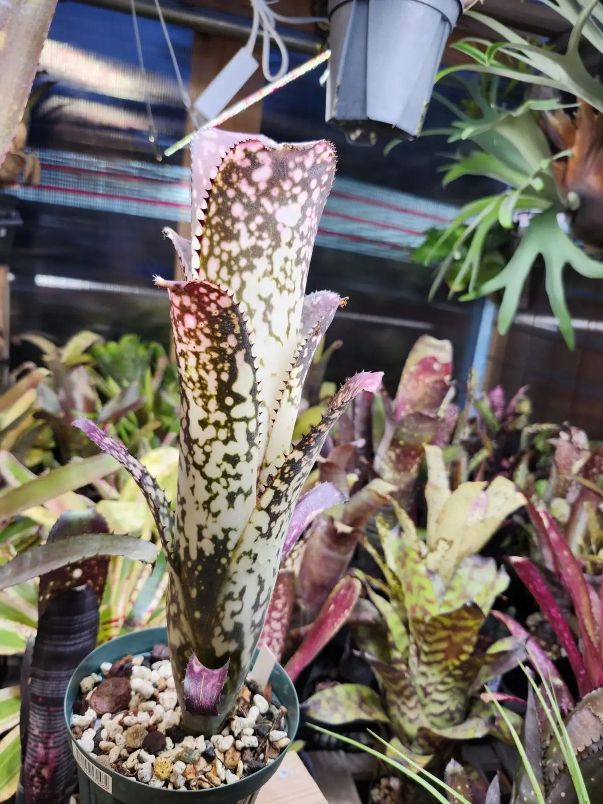 ビルベルギア　メリーモナーク