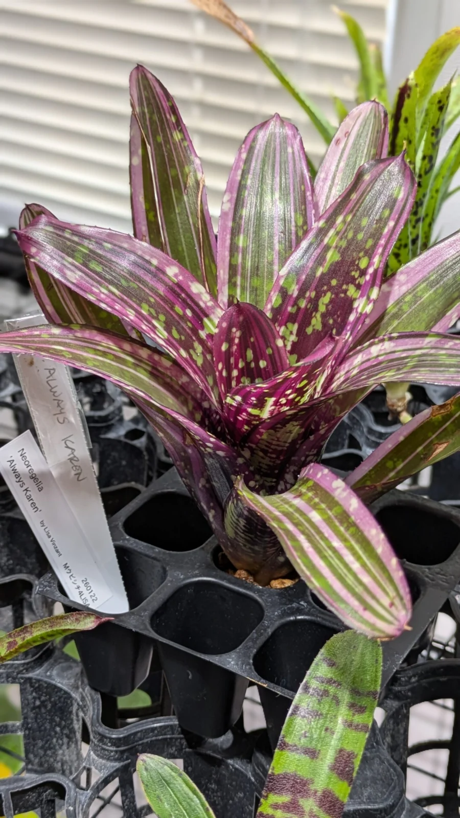 ネオレゲリア　発根管理