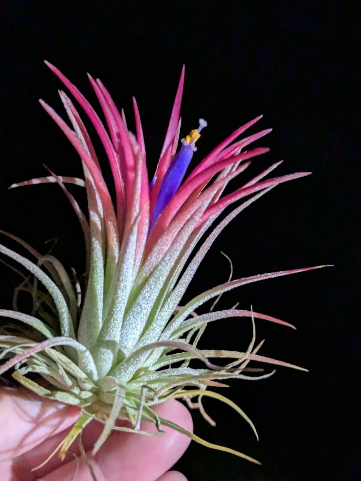 ティランジア　イオナンタ　札落ち