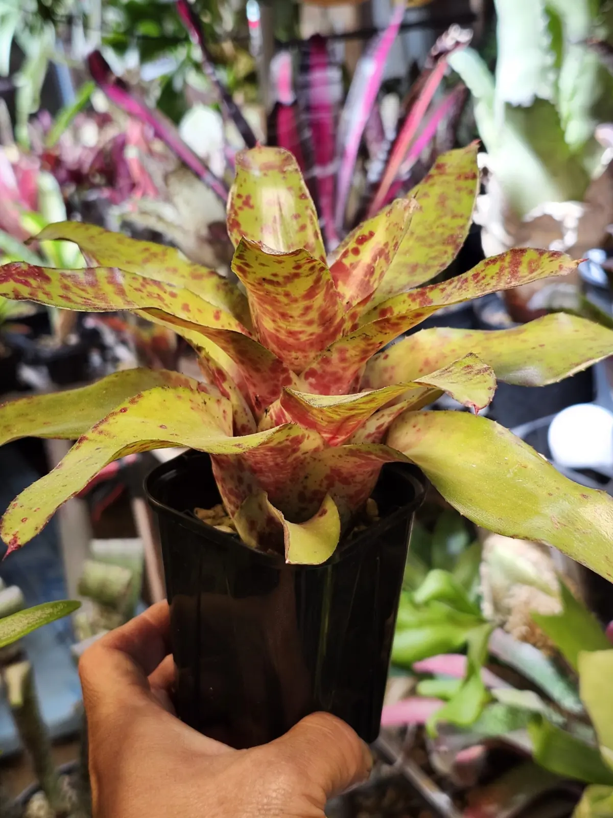 ネオレゲリア　ビッグオー