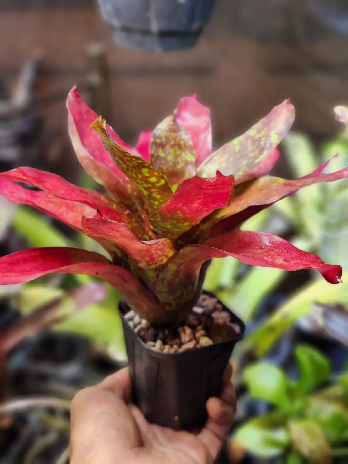 ネオレゲリア　クリストファーロビン