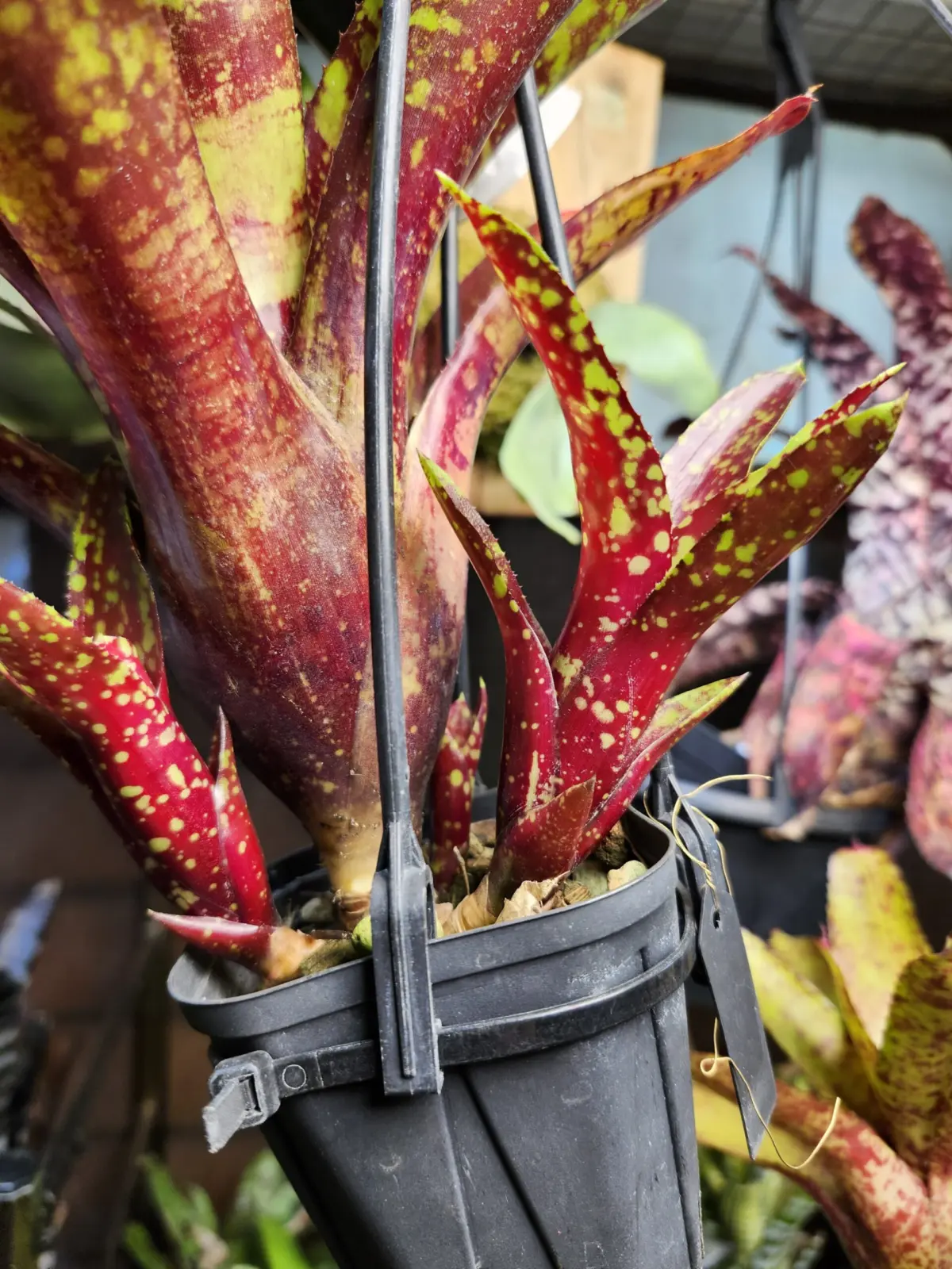 ネオレゲリア　ワンスアラウンド