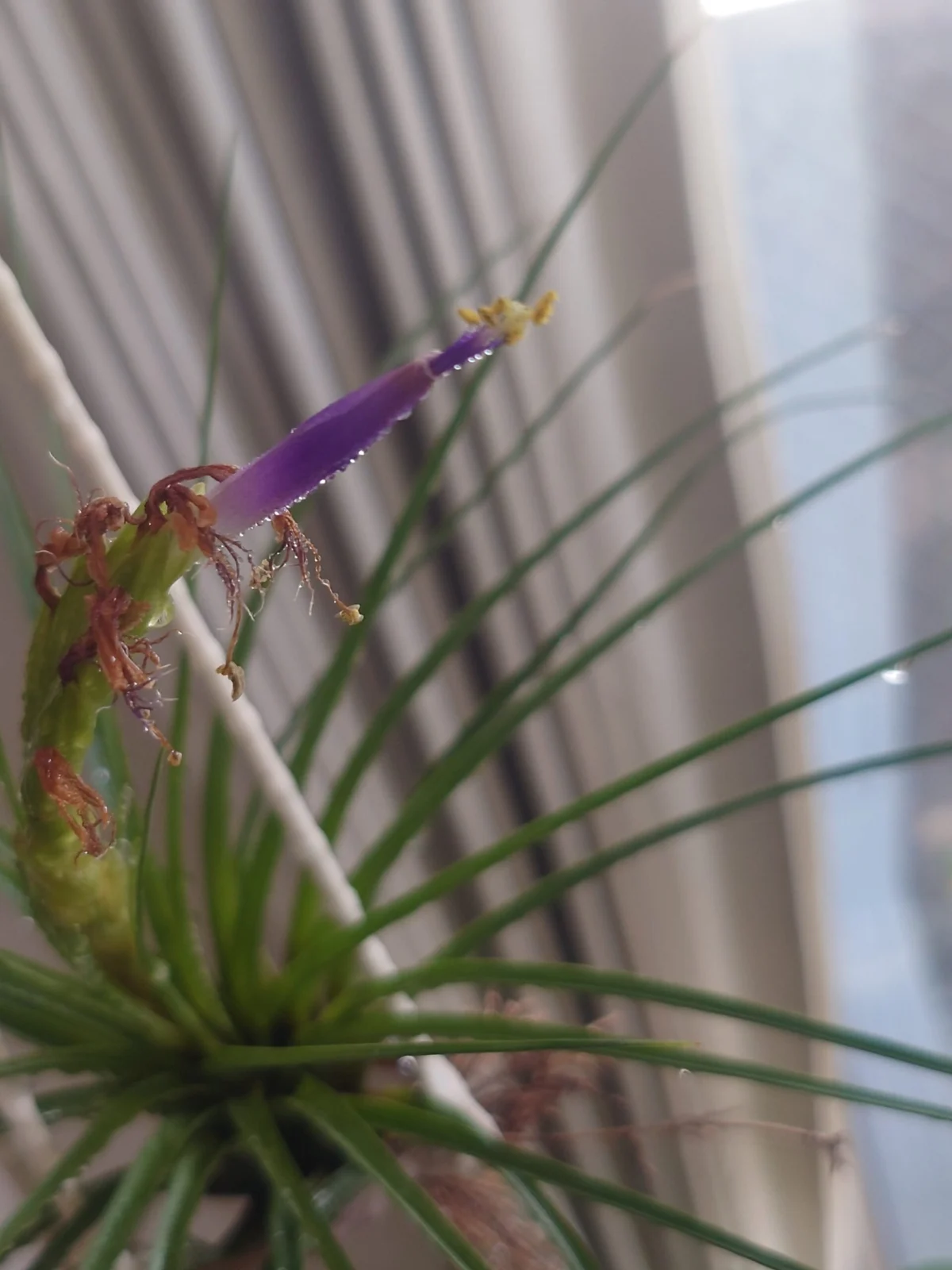 ティランジア　トリコロール　メラノクラテル　花