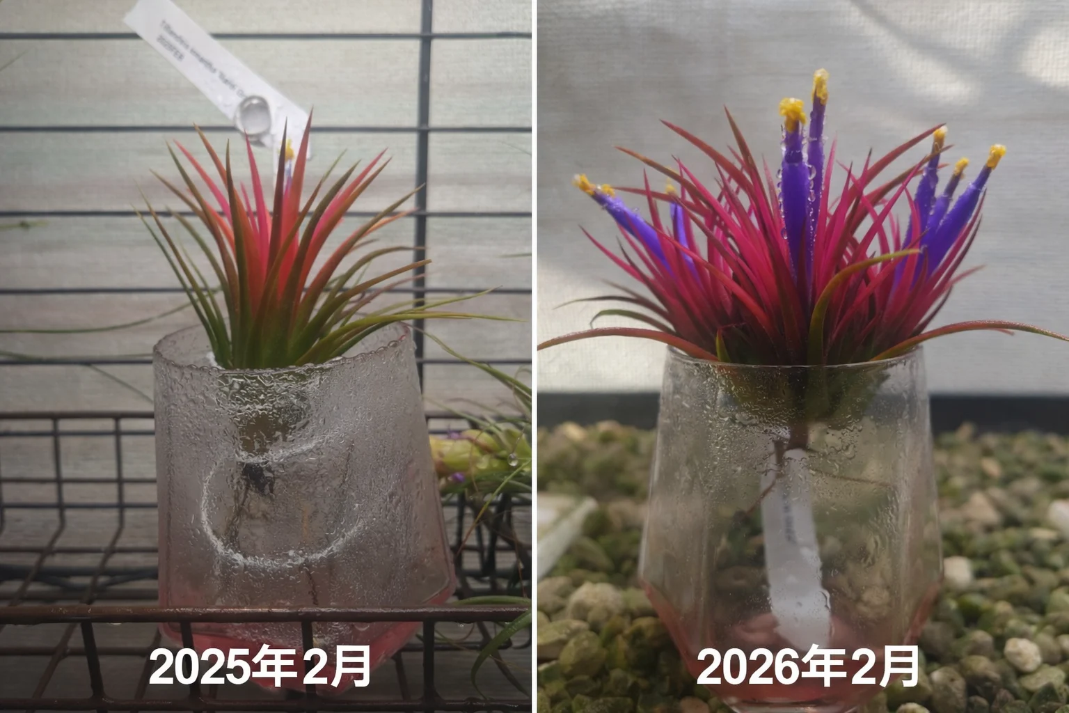 ティランジア　イオナンタ　マルディグラ