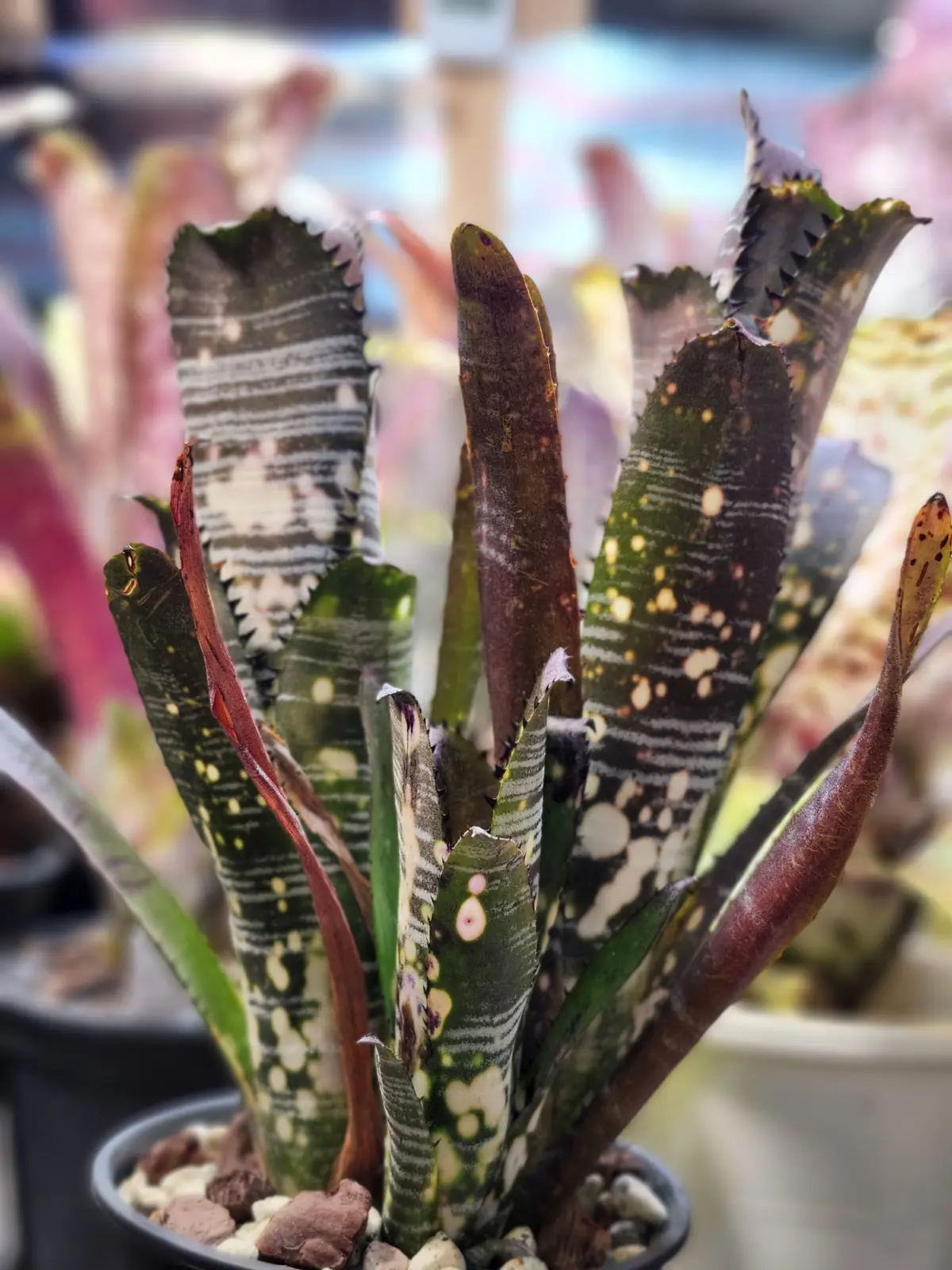 ビルベルギア　バージニア