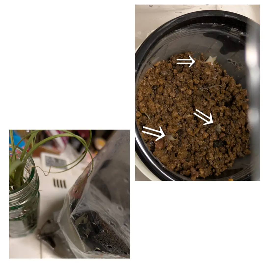 アロカシア·ニンジャ 芋