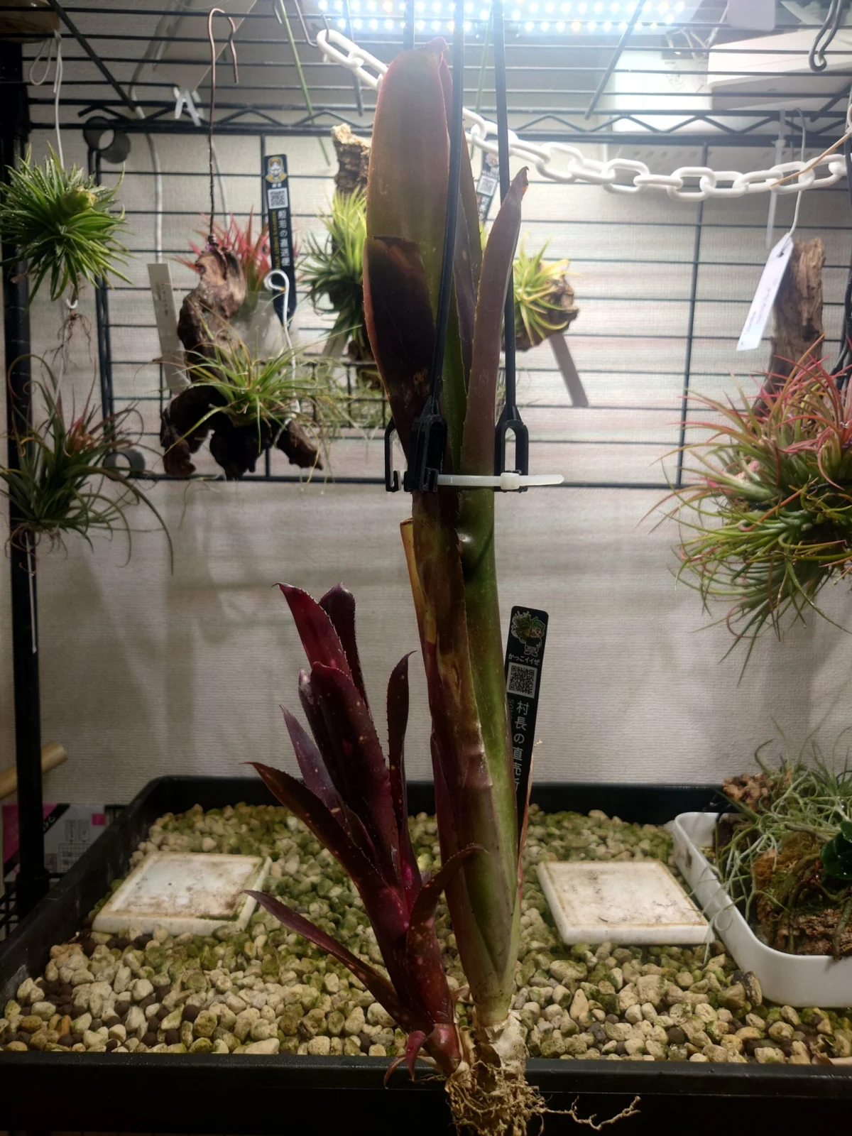 ビルベルギア　ハレルヤ