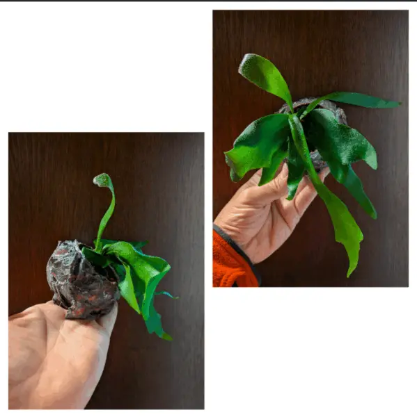麋角羊歯 ネザーランド