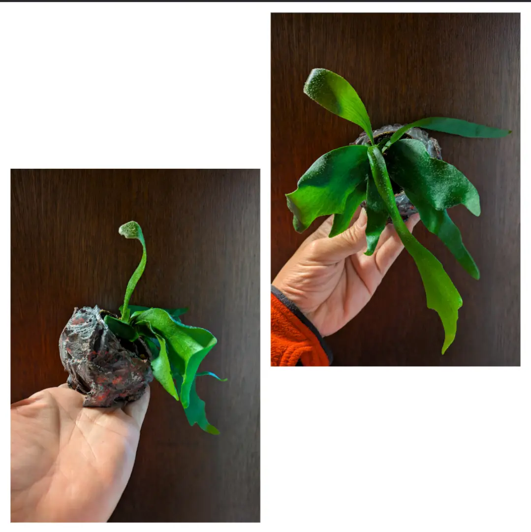 麋角羊歯 ネザーランド