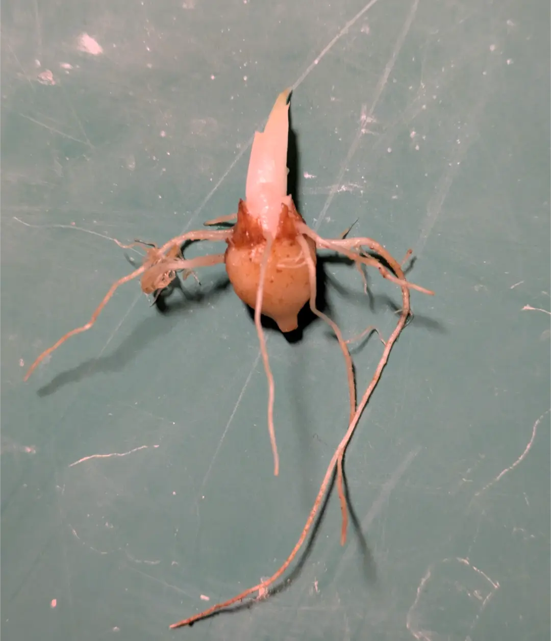 アロカシア·ニンジャ 芋