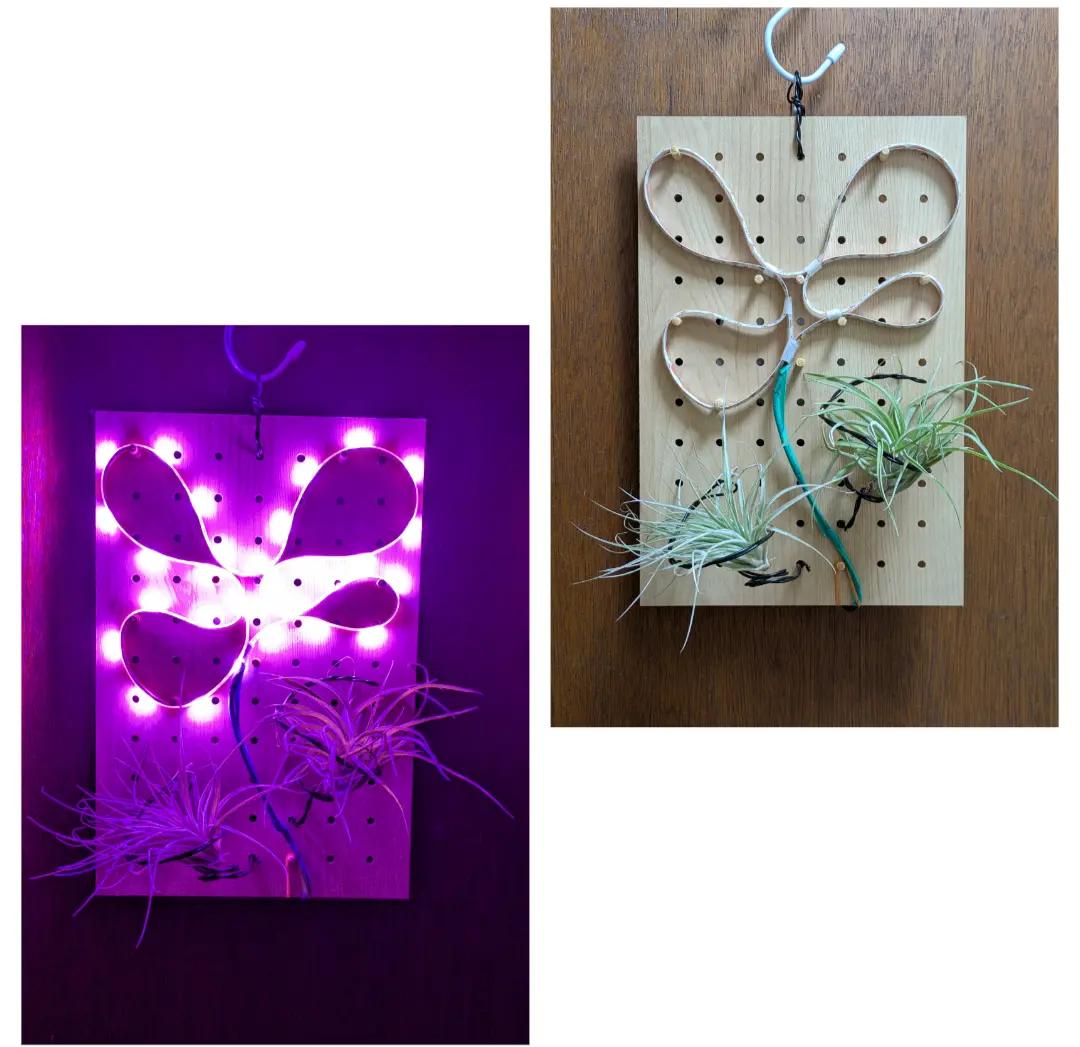 チランジア·コットンキャンディ（L）·ベルティナ（R）