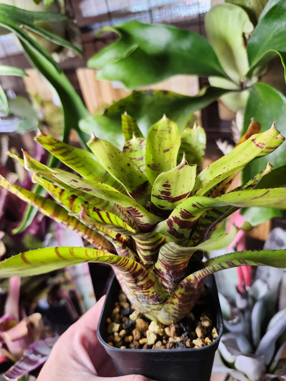 ネオレゲリア　ビーズニーズ