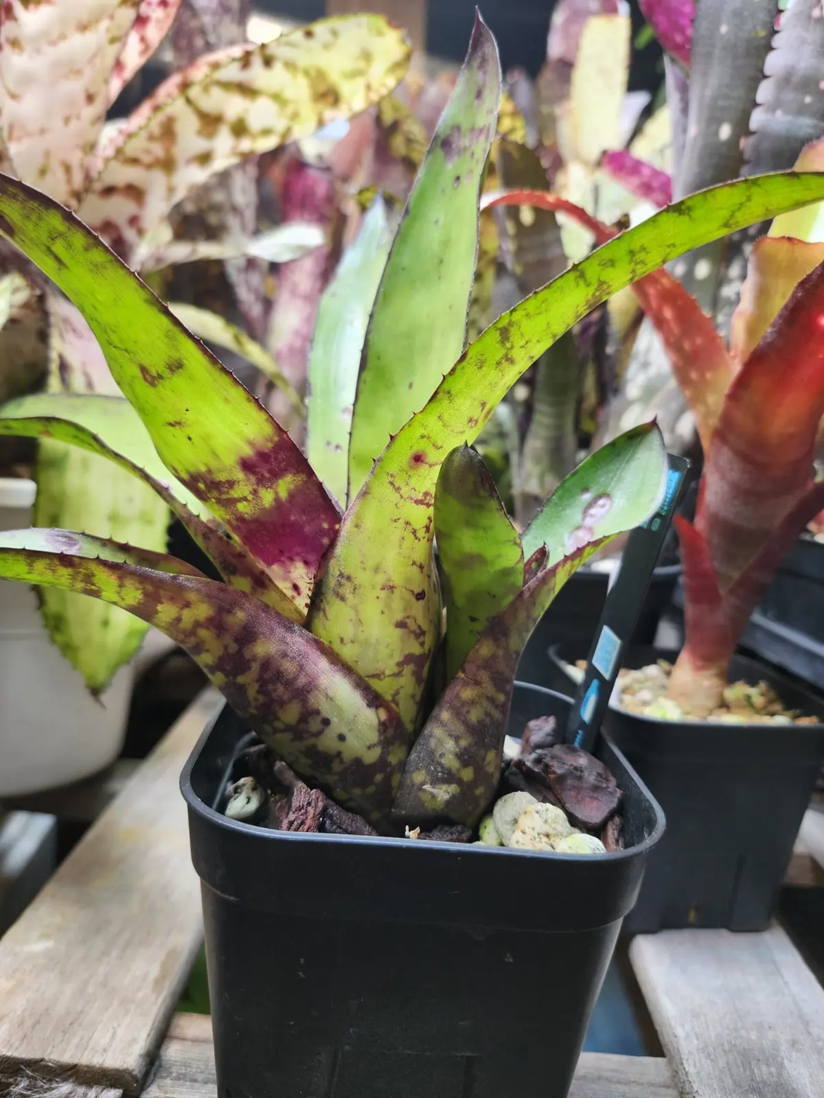 ネオレゲリア　クリプトナイト