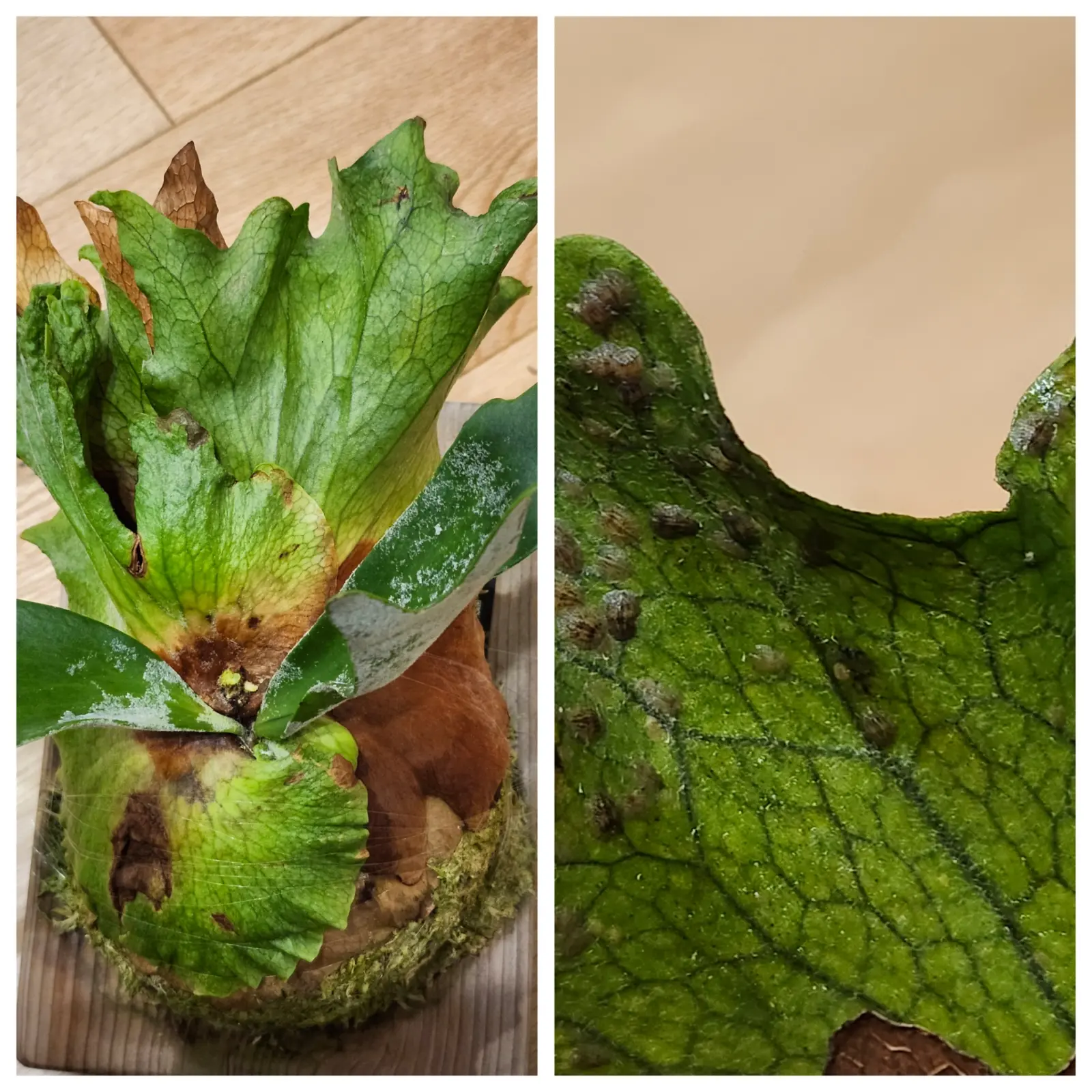 ビカクシダ　スポア株　カイガラムシ