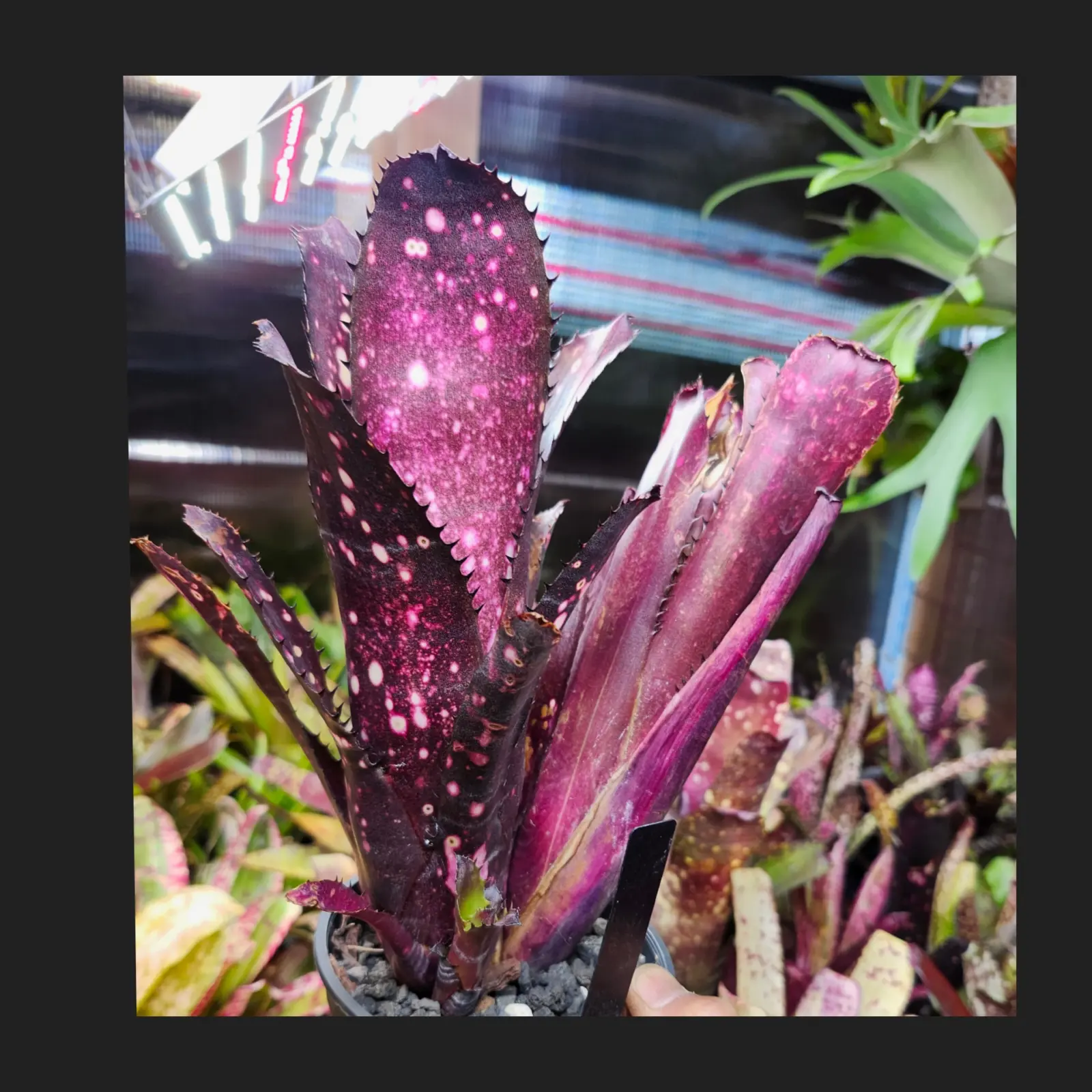 ビルベルギア　オーバージーン