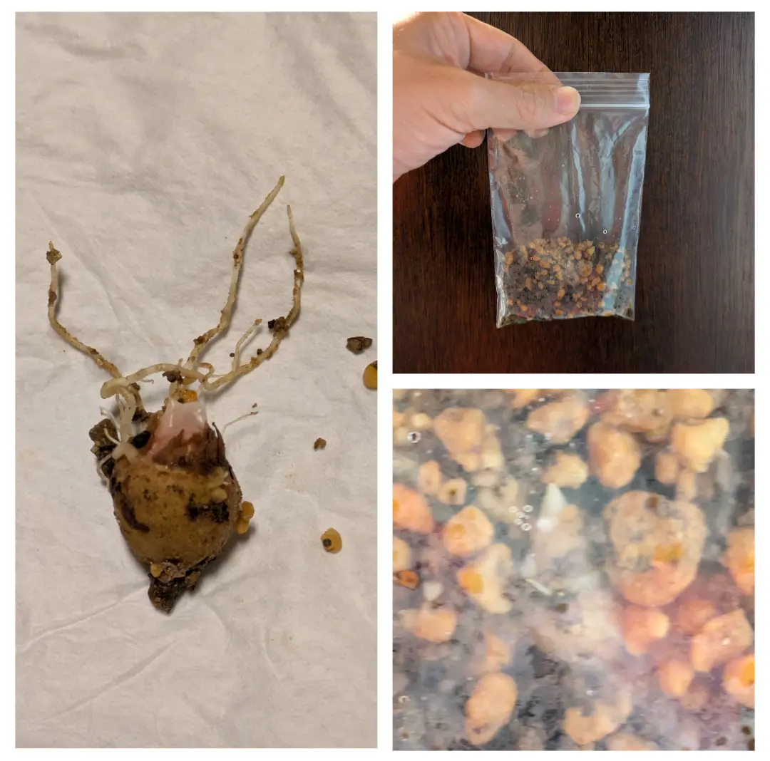 アロカシア·ニンジャ 芋