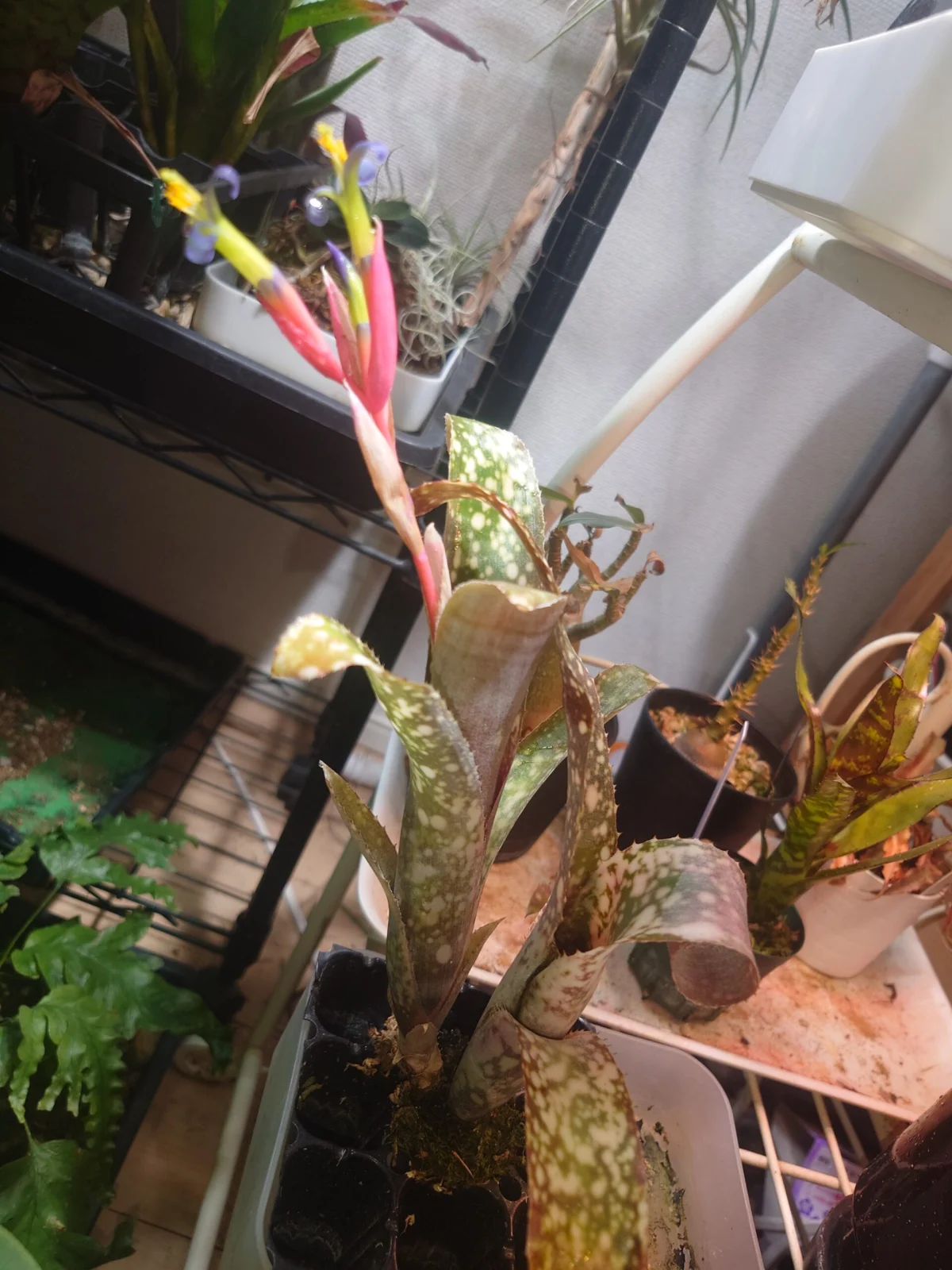 ビルベルギア　ポキートブランコ